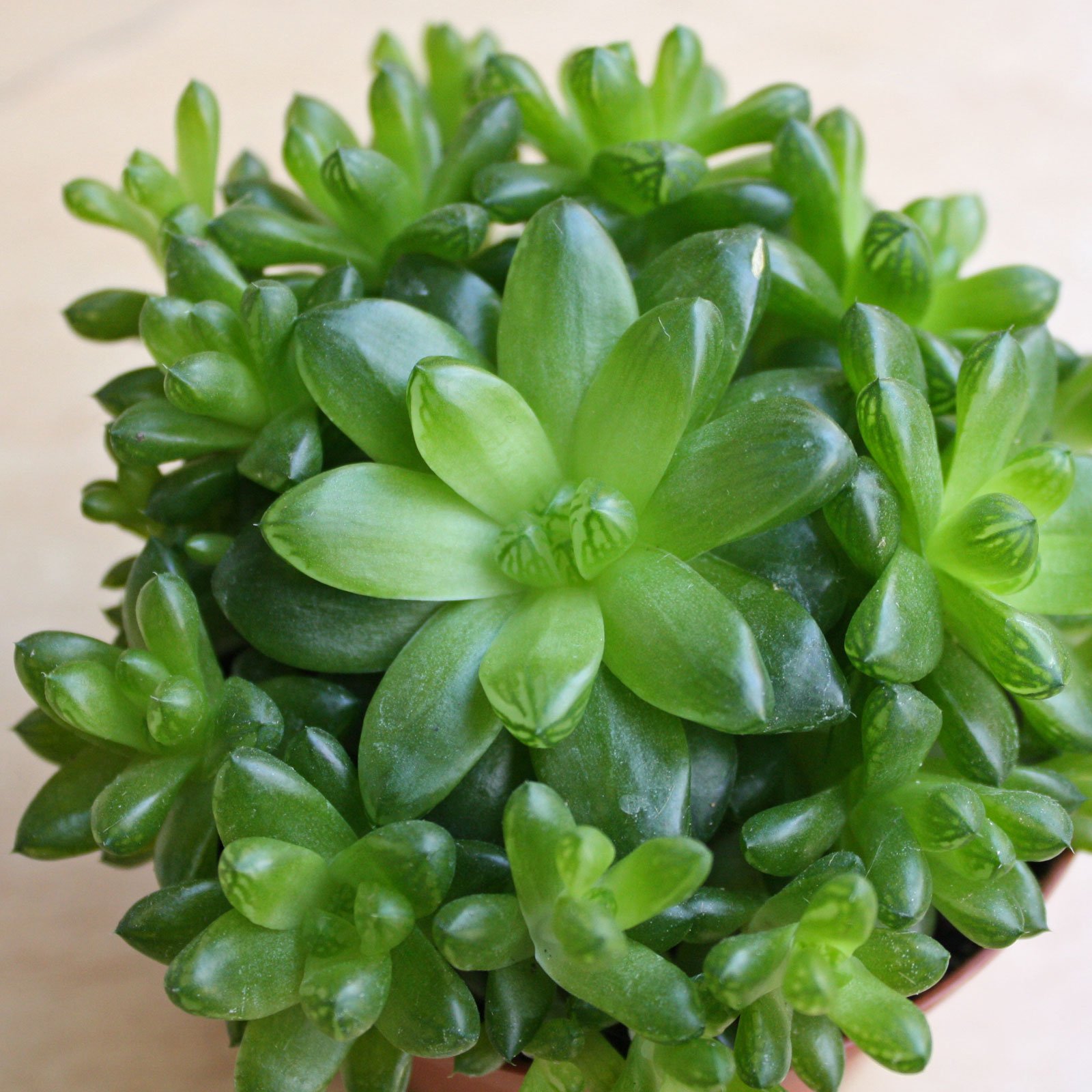 Haworthia cymbiformis