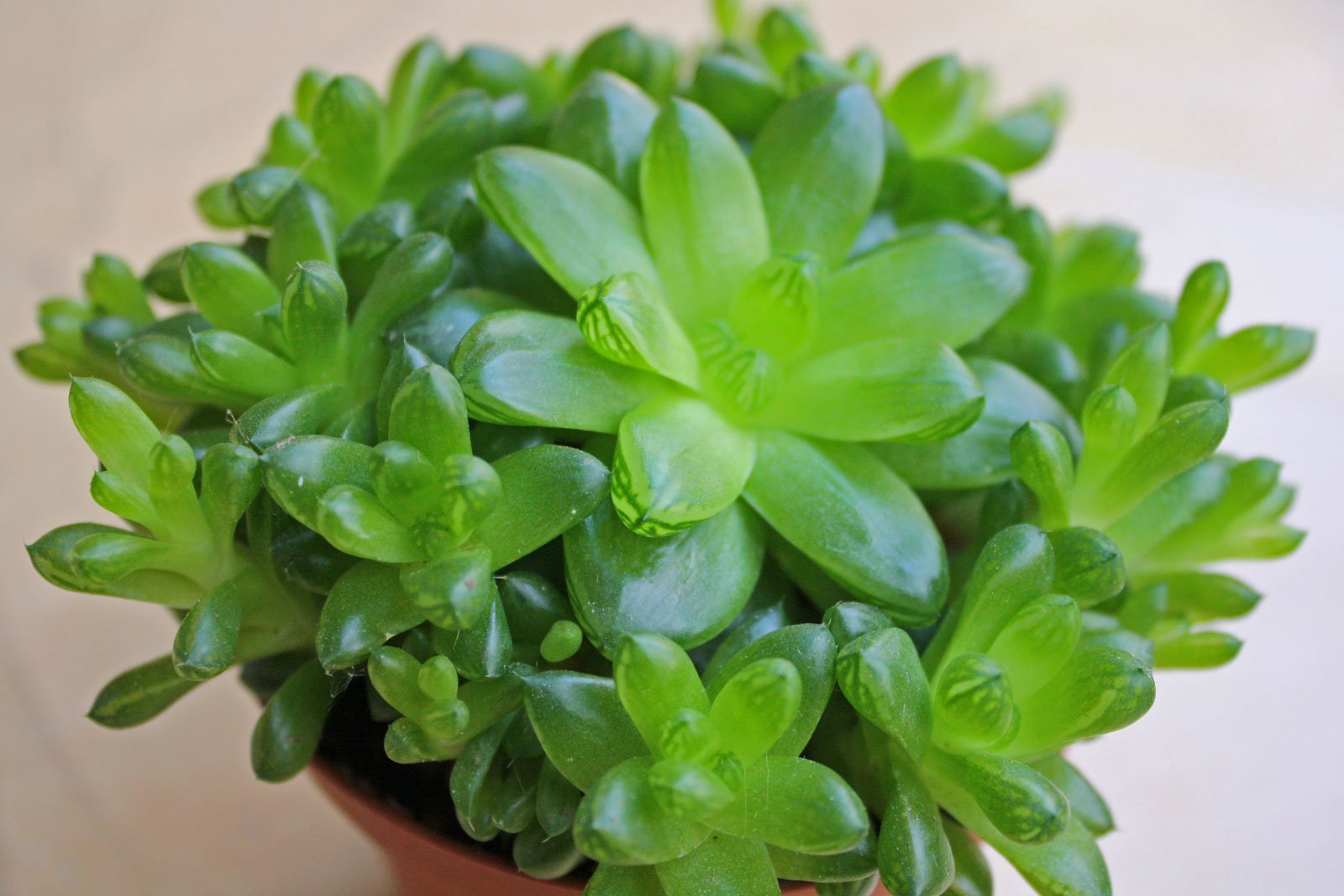 Haworthia cymbiformis