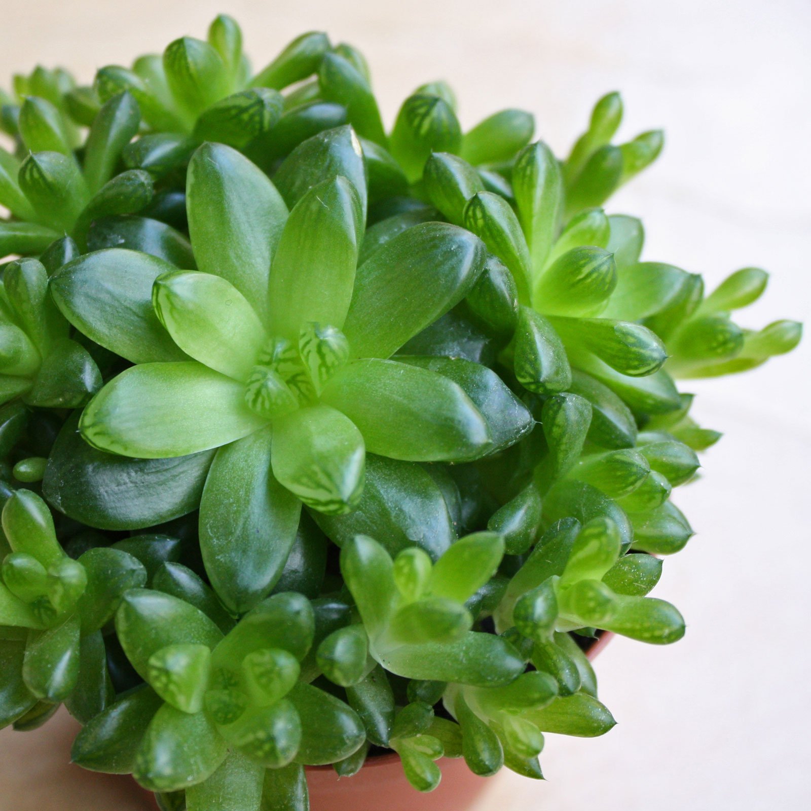 Haworthia cymbiformis