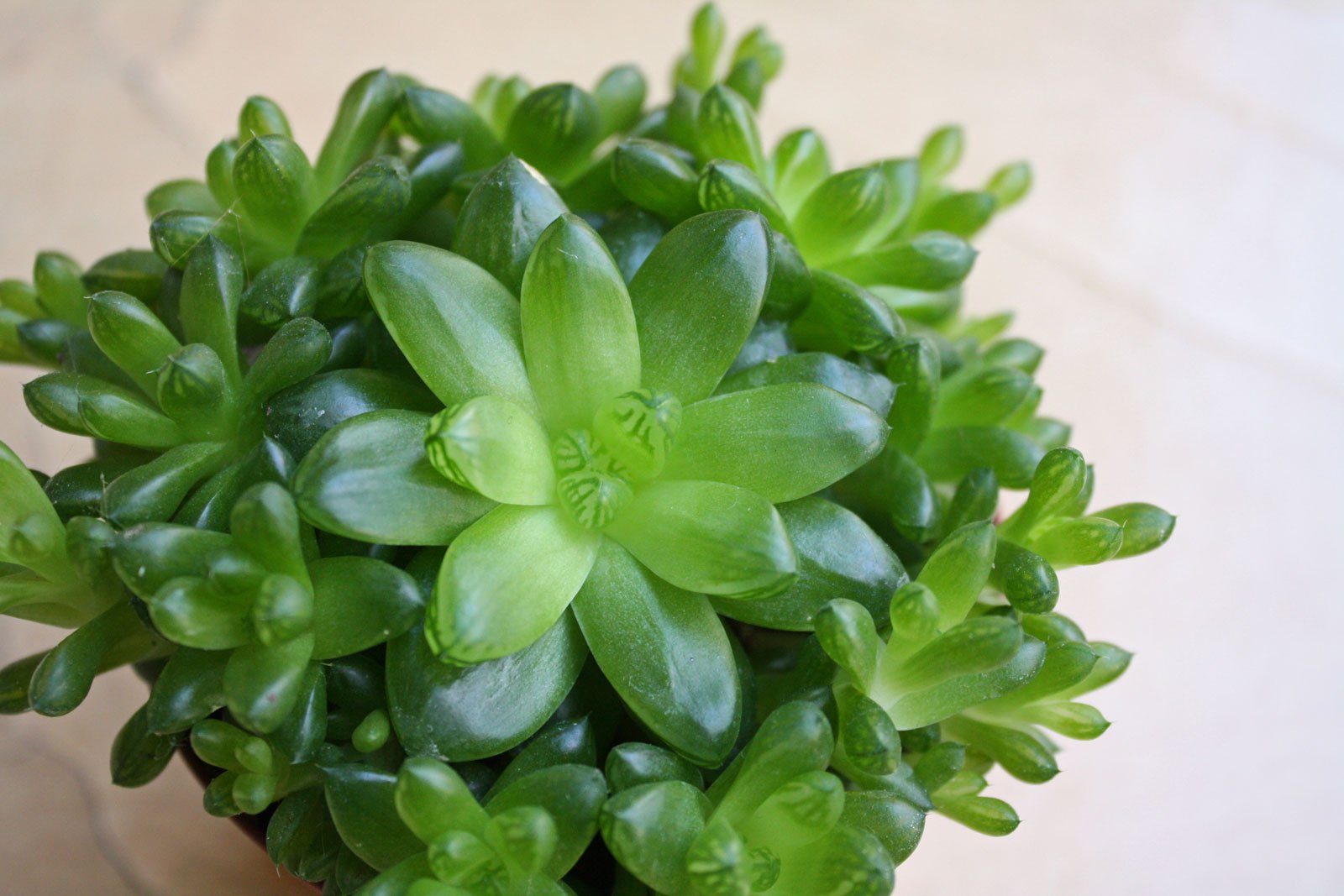 Haworthia cymbiformis