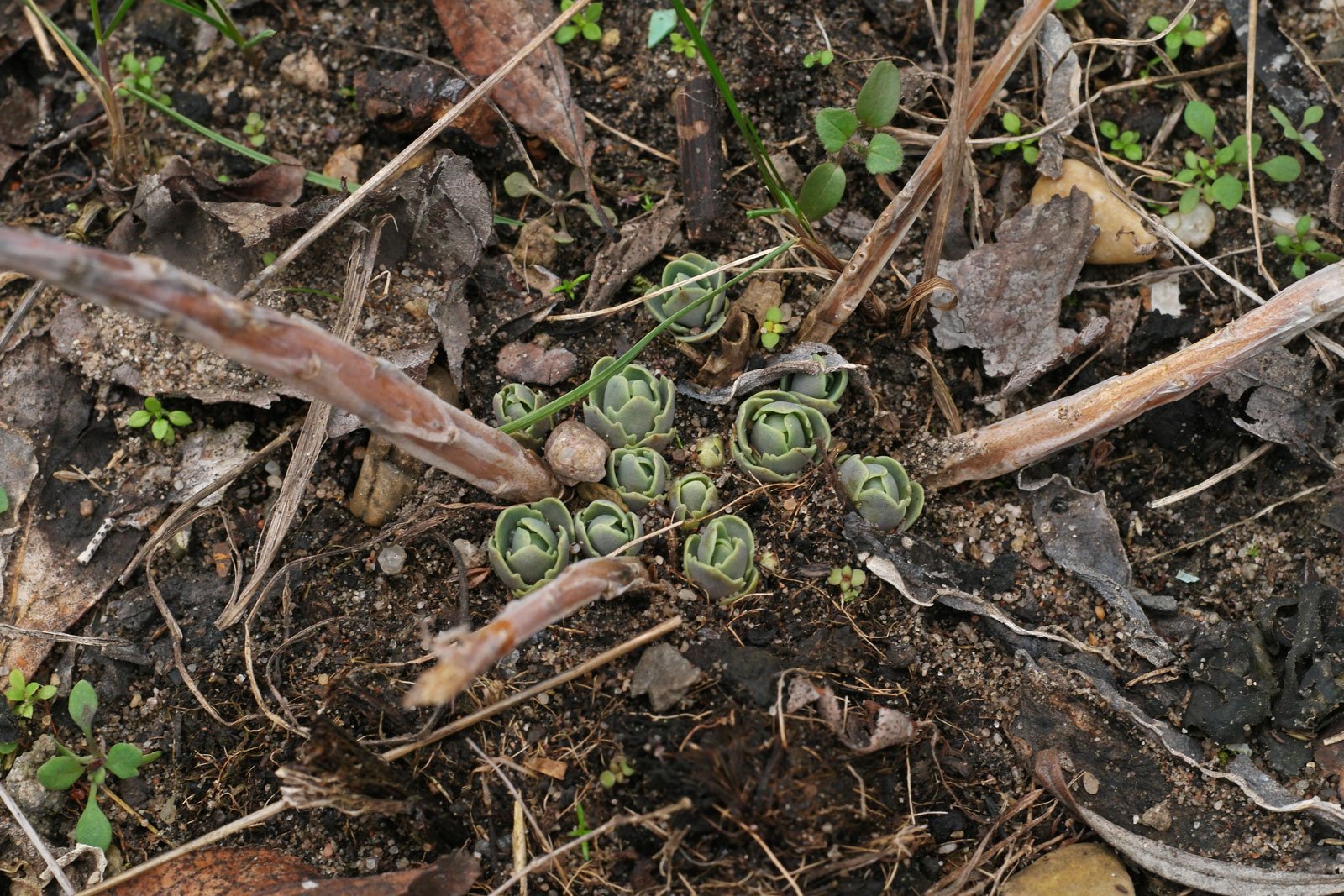 Hylotelephium telephium Lajos