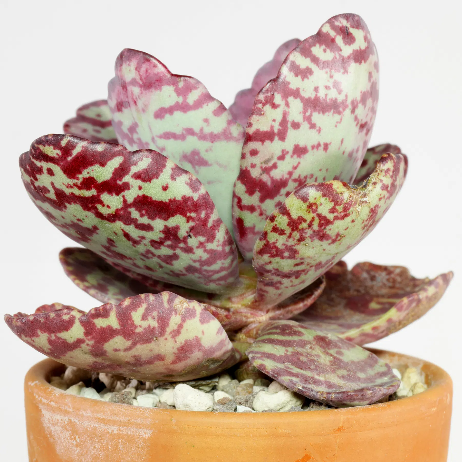 Kalanchoe humilis