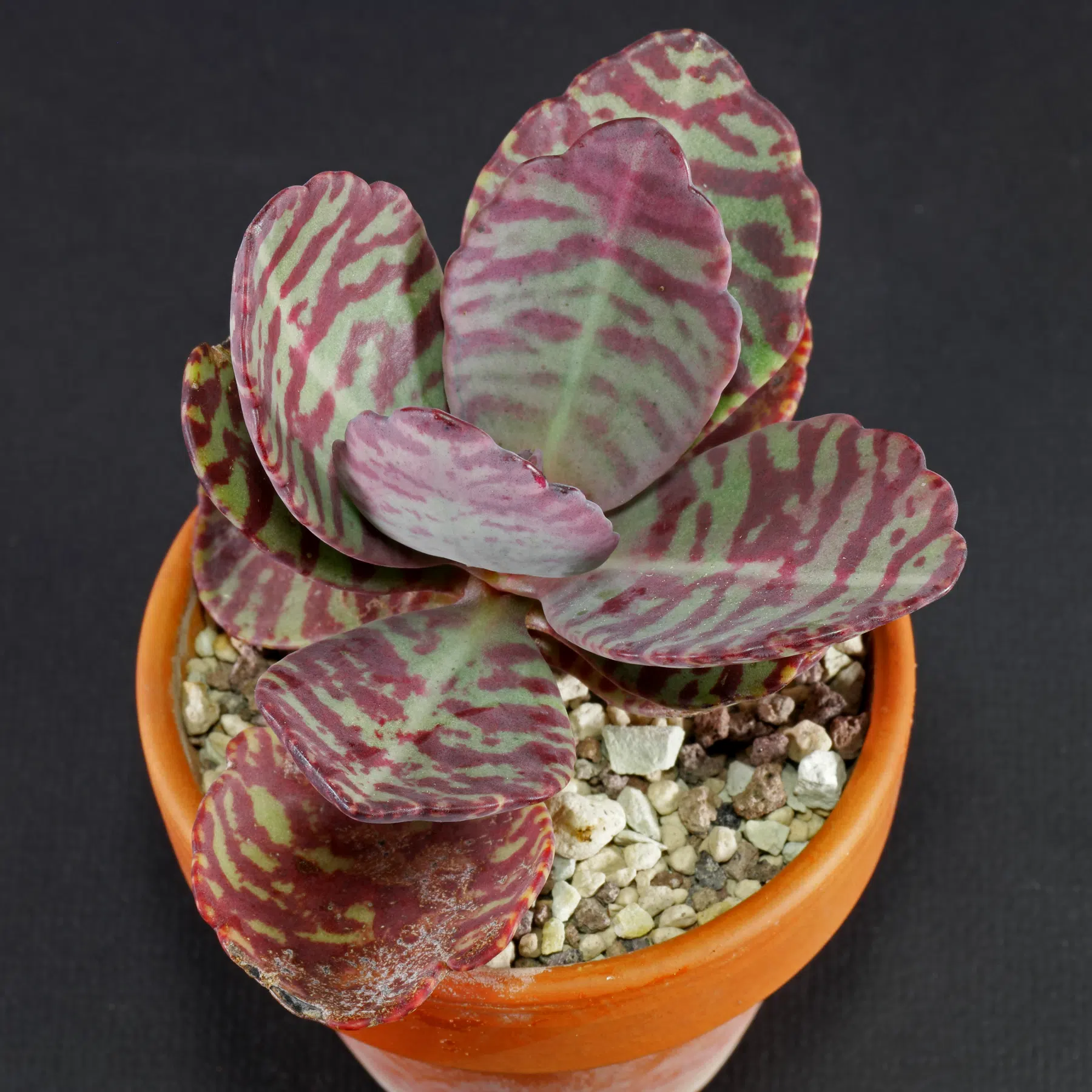 Kalanchoe humilis