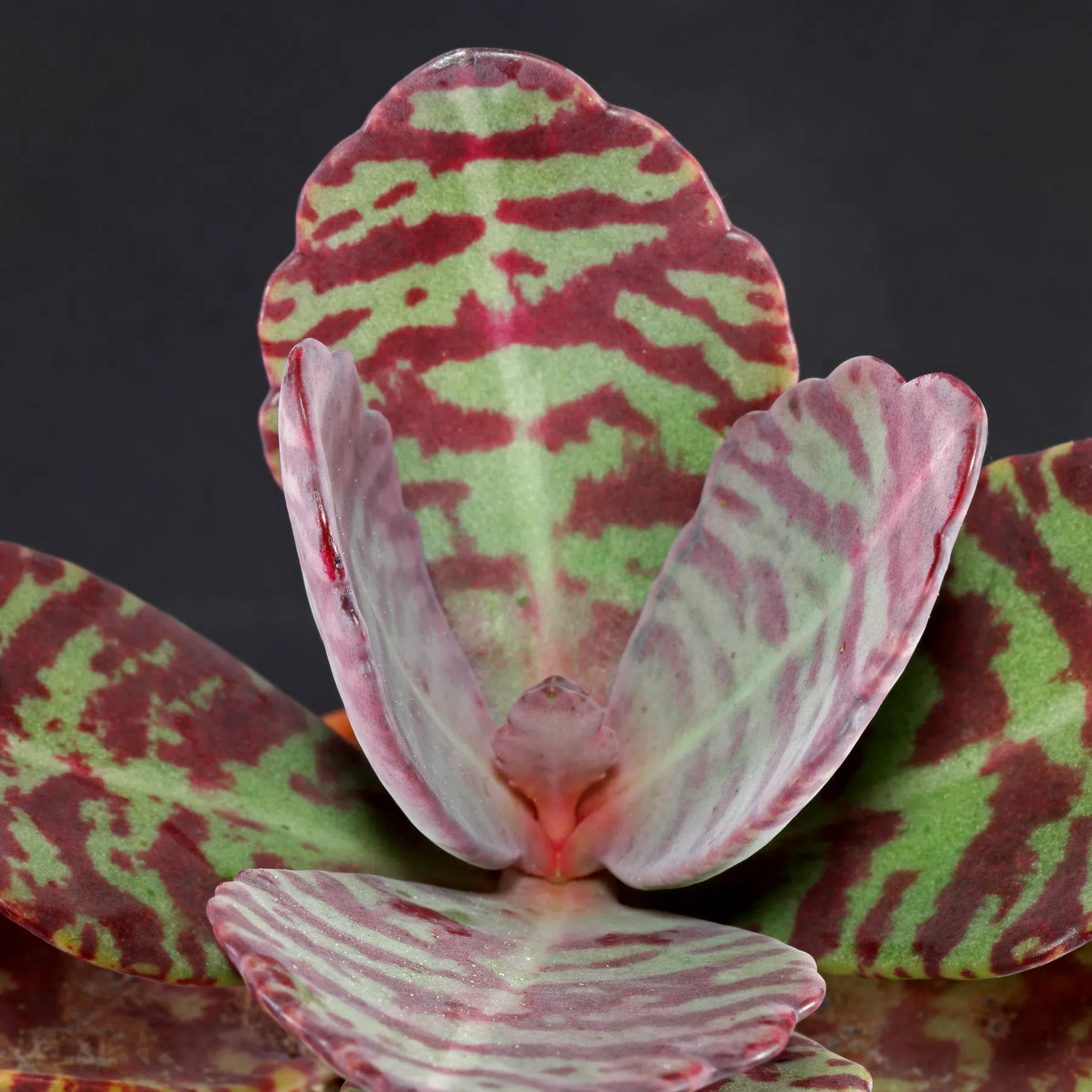 Kalanchoe humilis