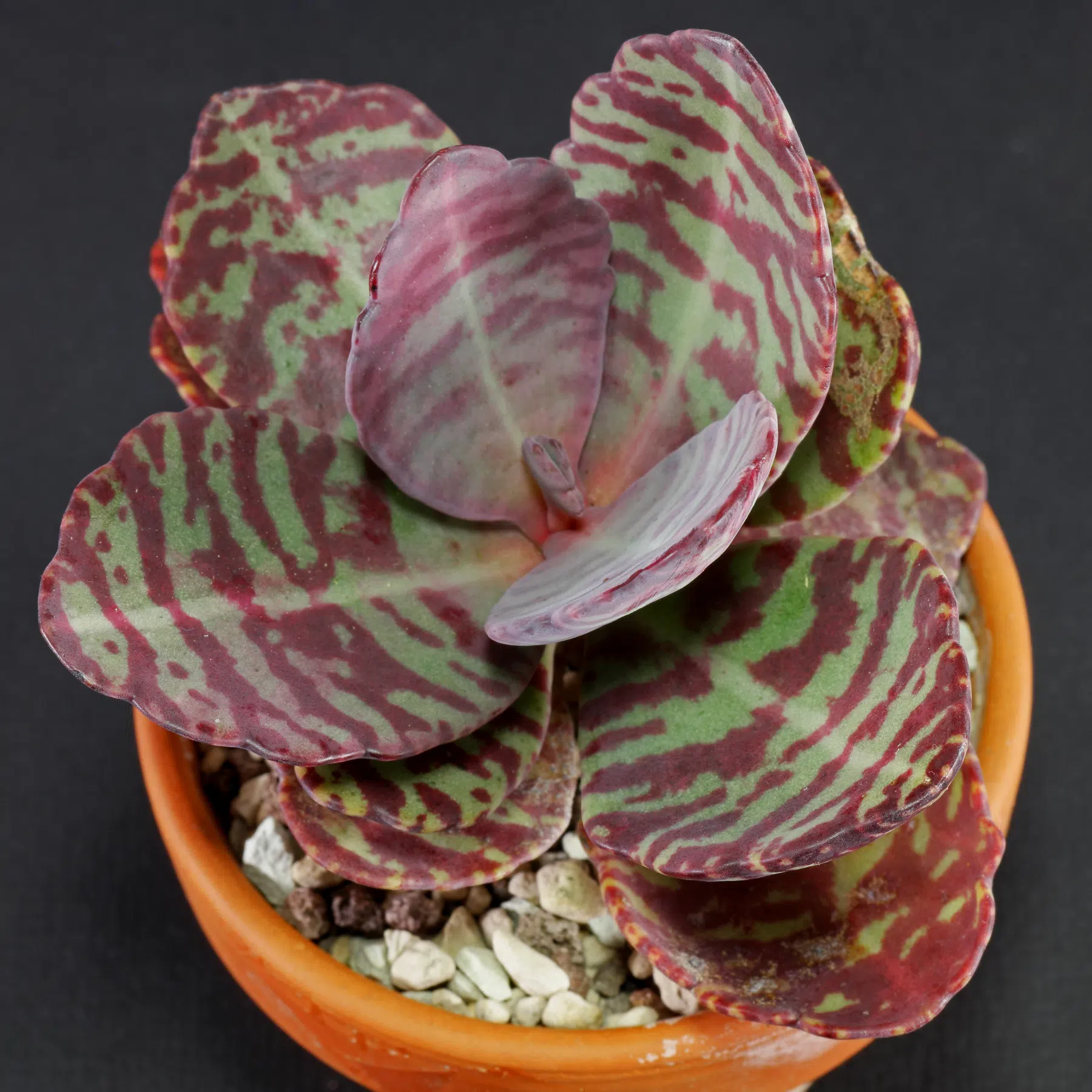 Kalanchoe humilis