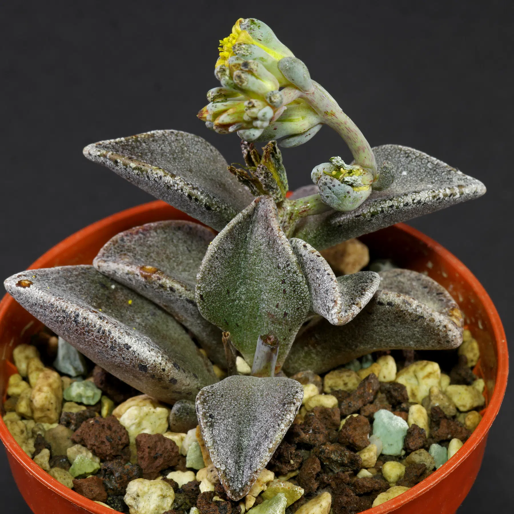 Lenophyllum guttatum