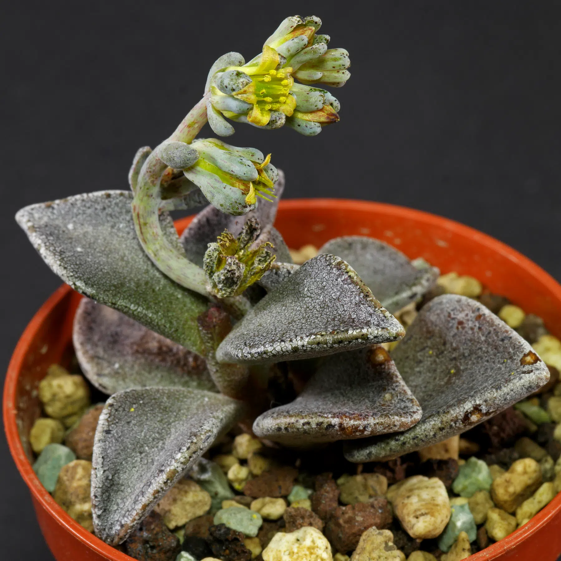 Lenophyllum guttatum