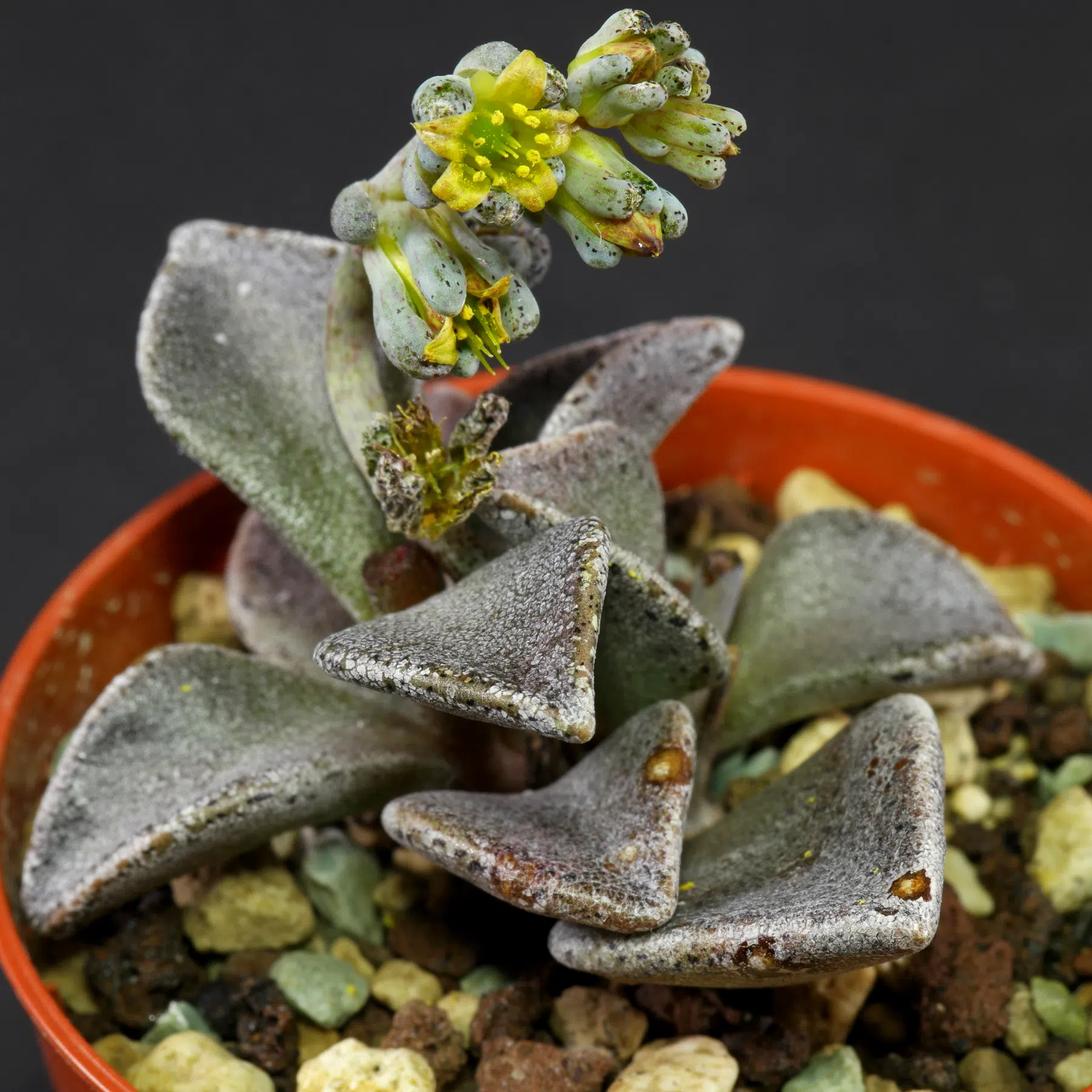 Lenophyllum guttatum