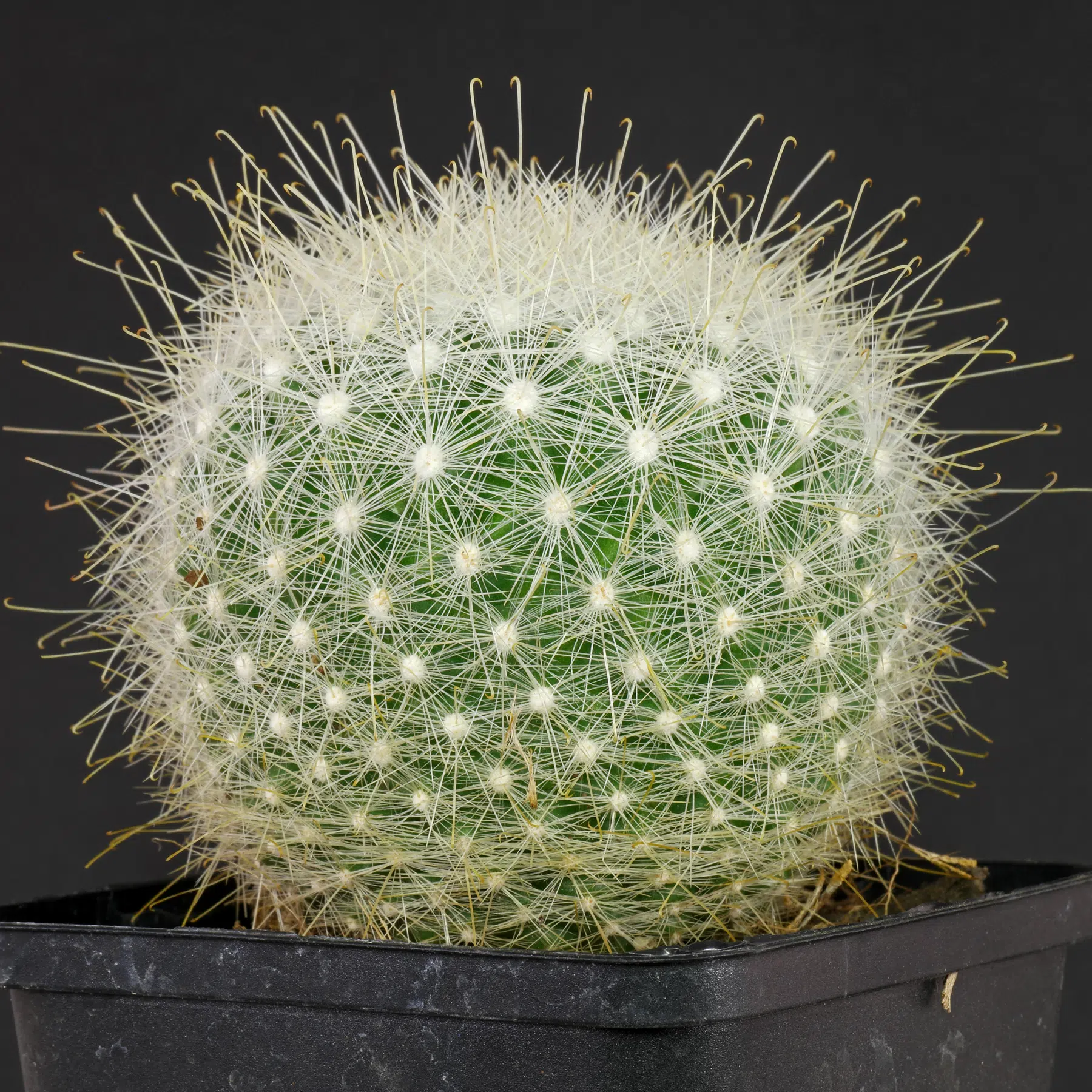 Mammillaria senilis