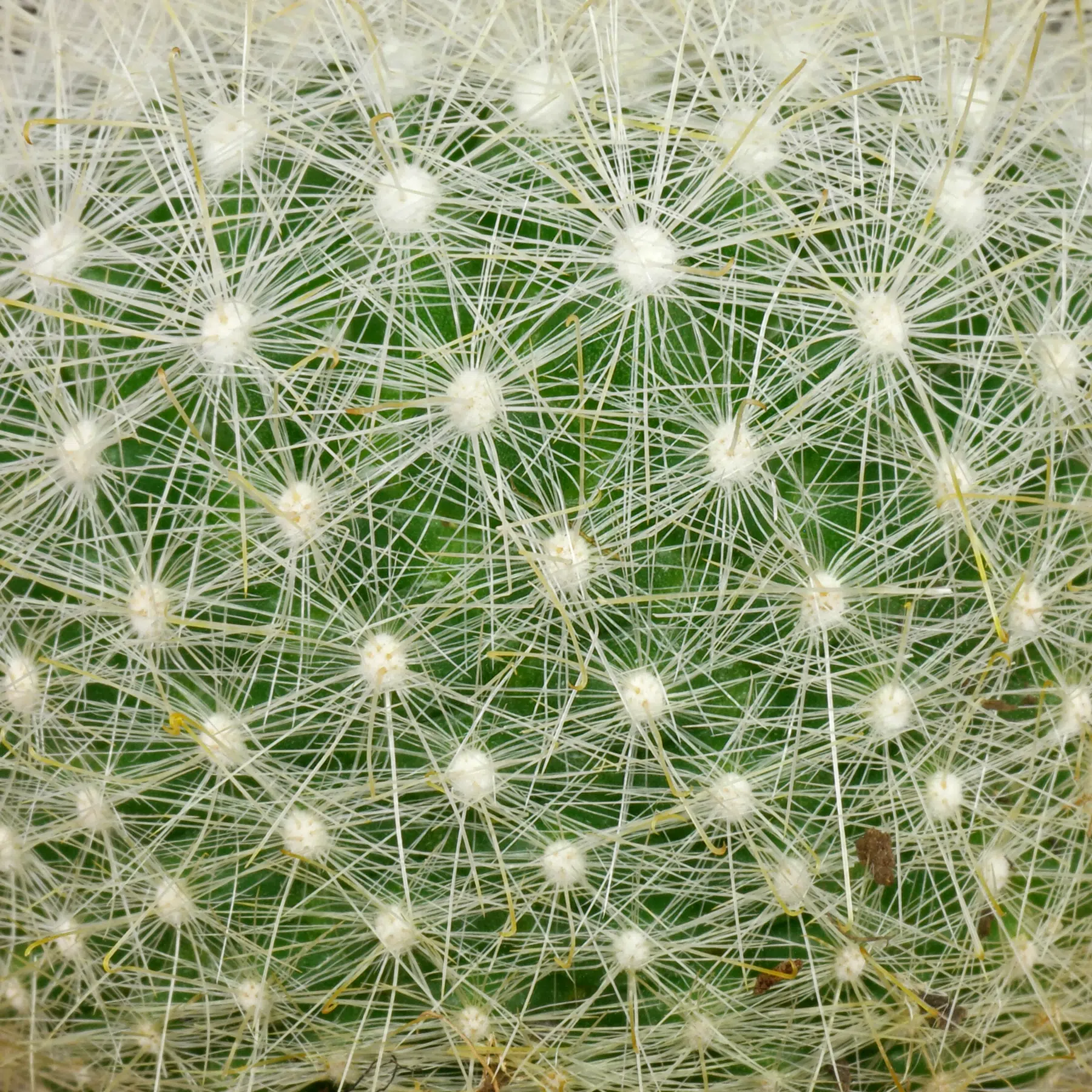 Mammillaria senilis