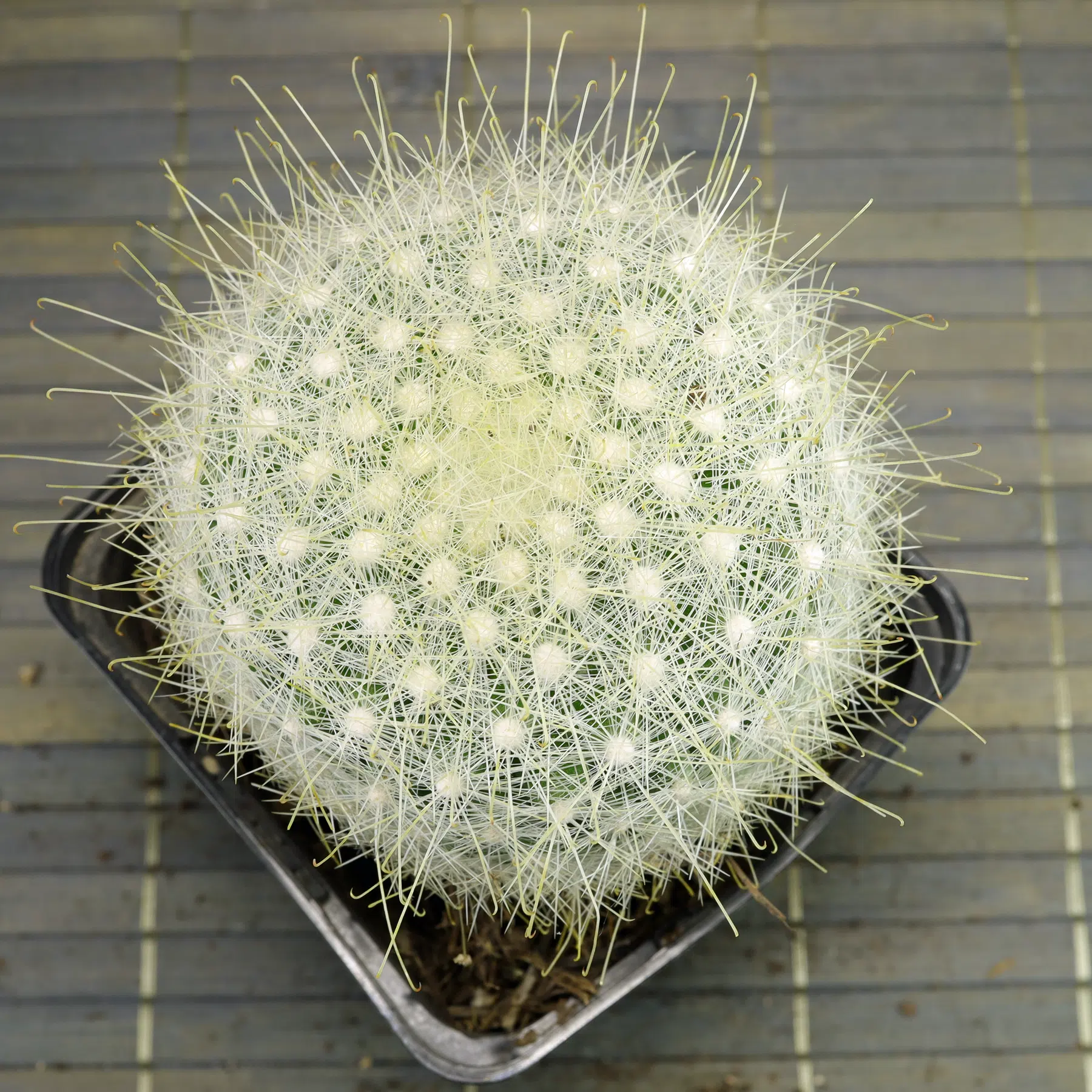 Mammillaria senilis