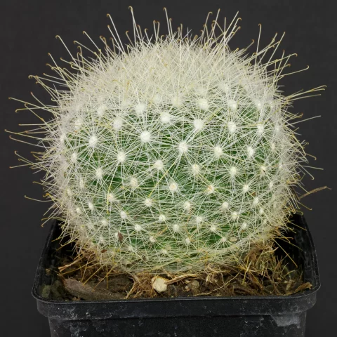 Mammillaria senilis