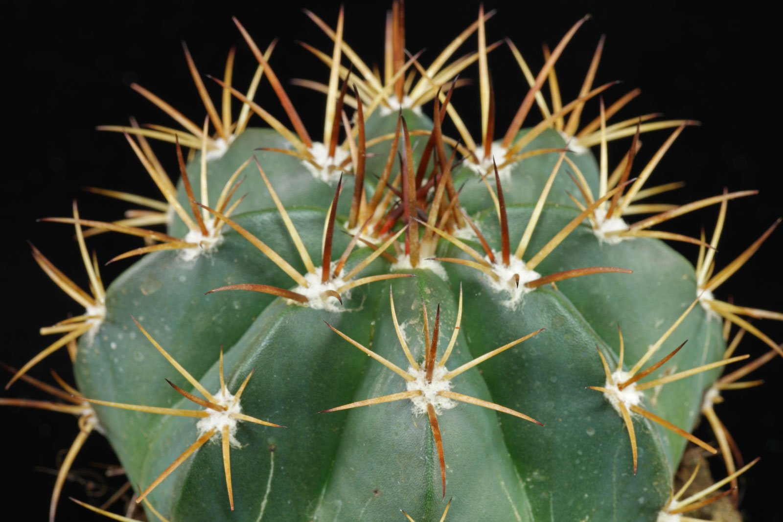 Melocactus bahiensis