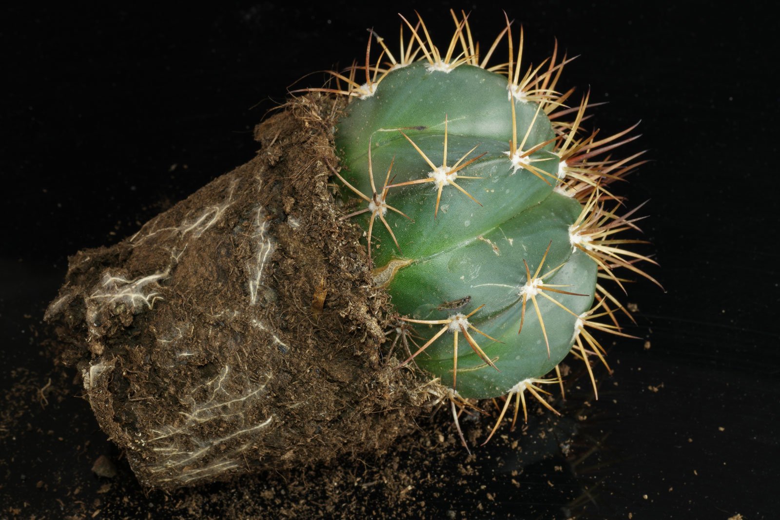 Melocactus bahiensis