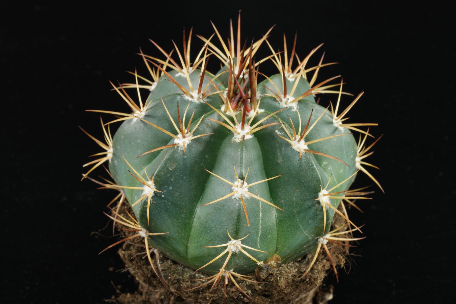 Melocactus bahiensis