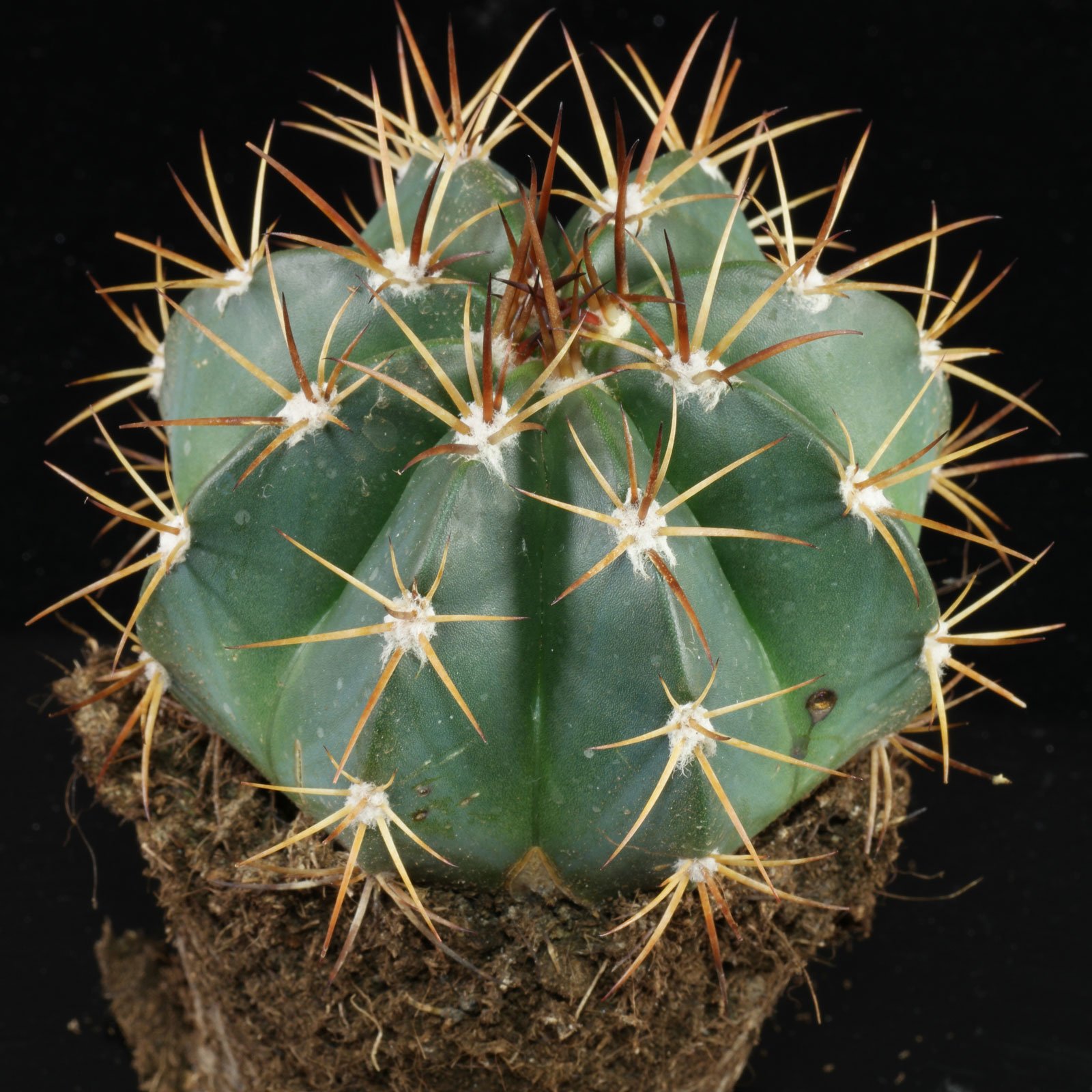 Melocactus bahiensis