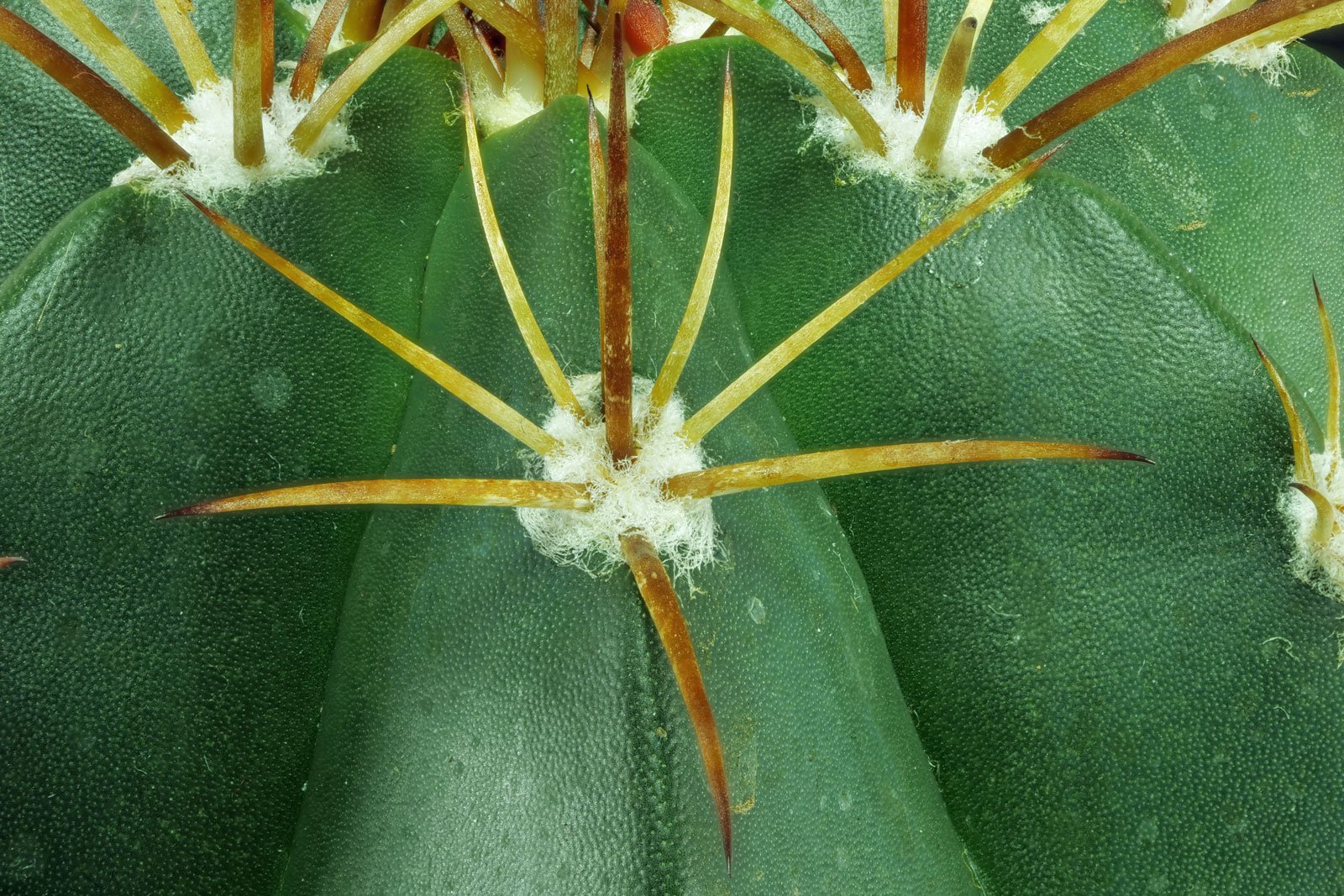 Melocactus bahiensis