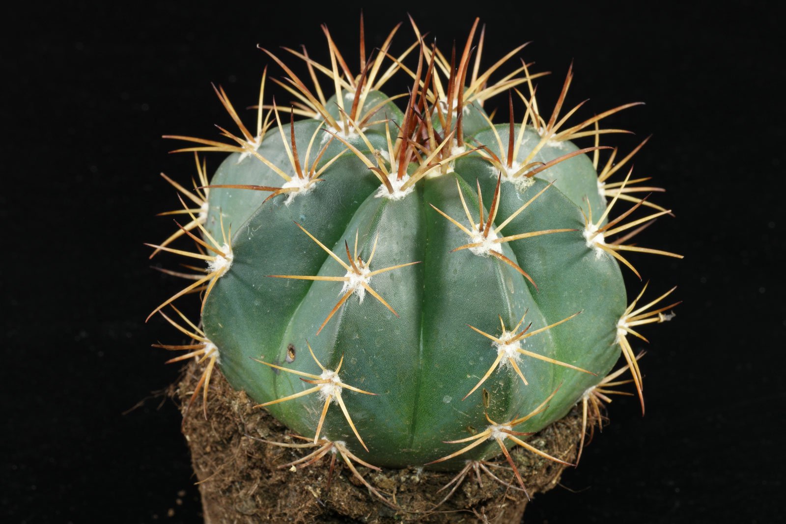 Melocactus bahiensis