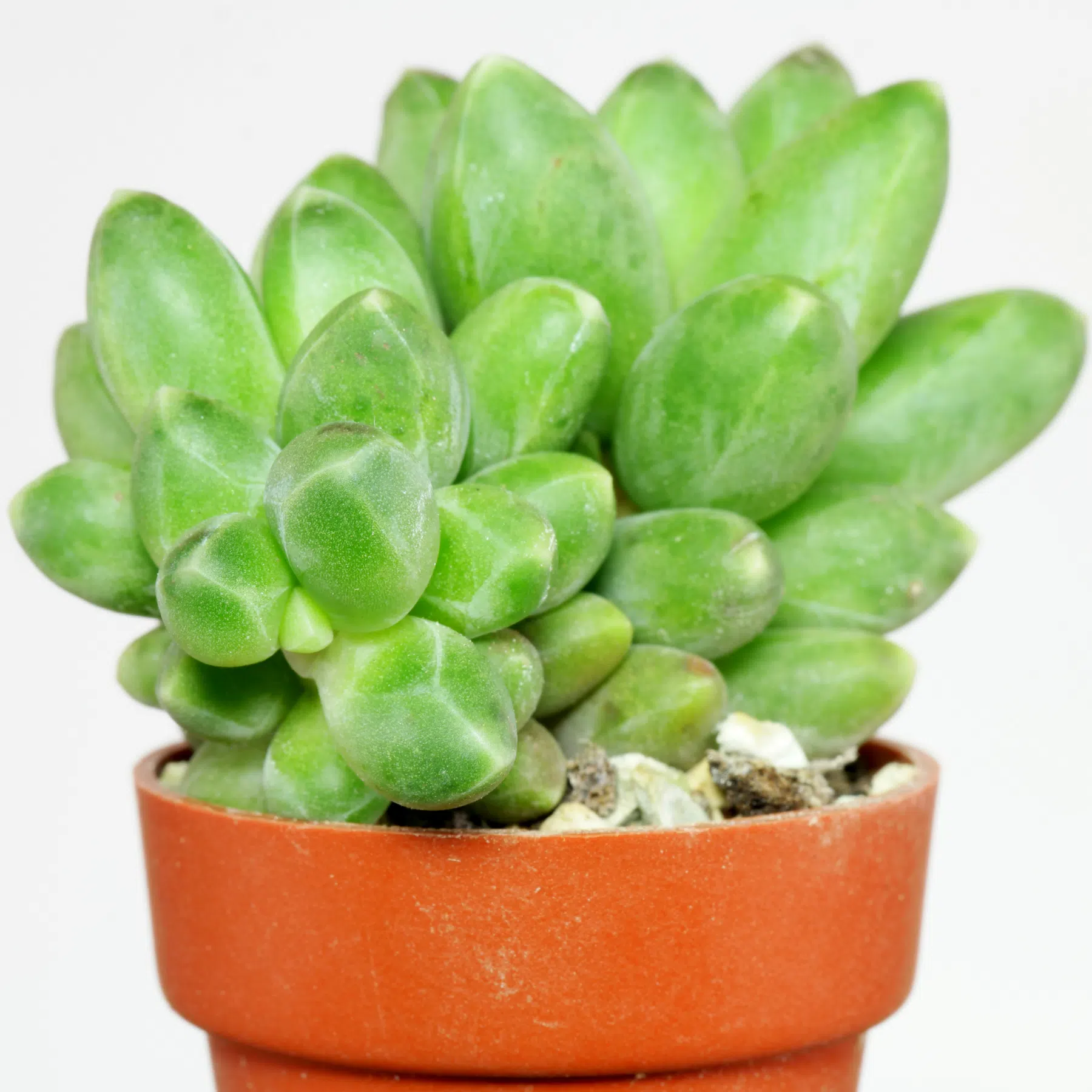 Pachyphytum compactum