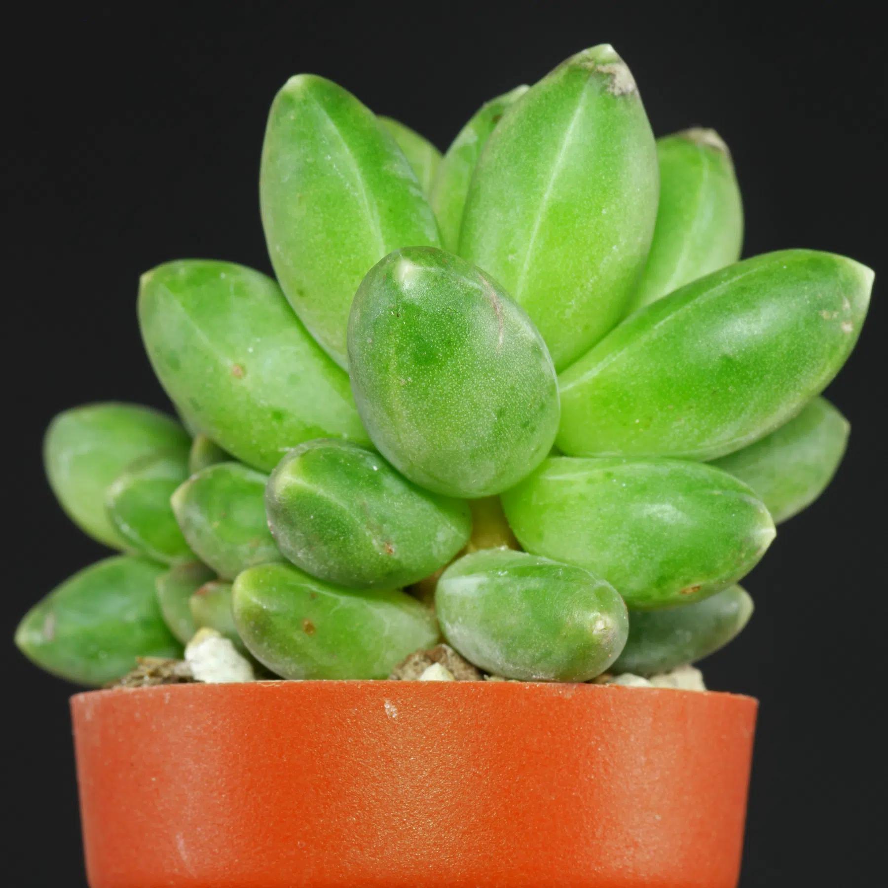 Pachyphytum compactum