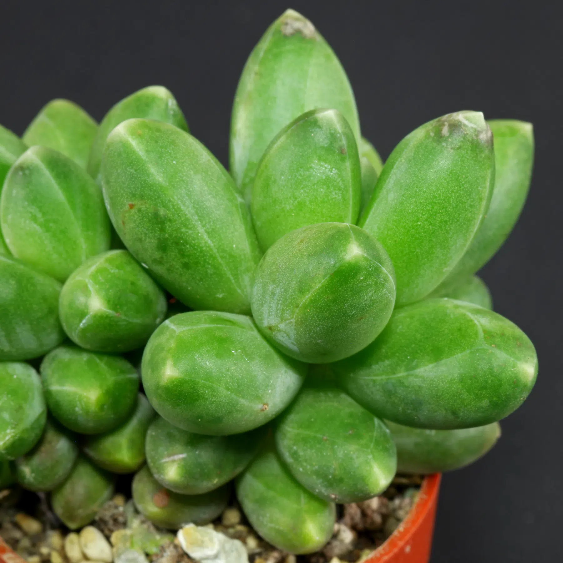 Pachyphytum compactum