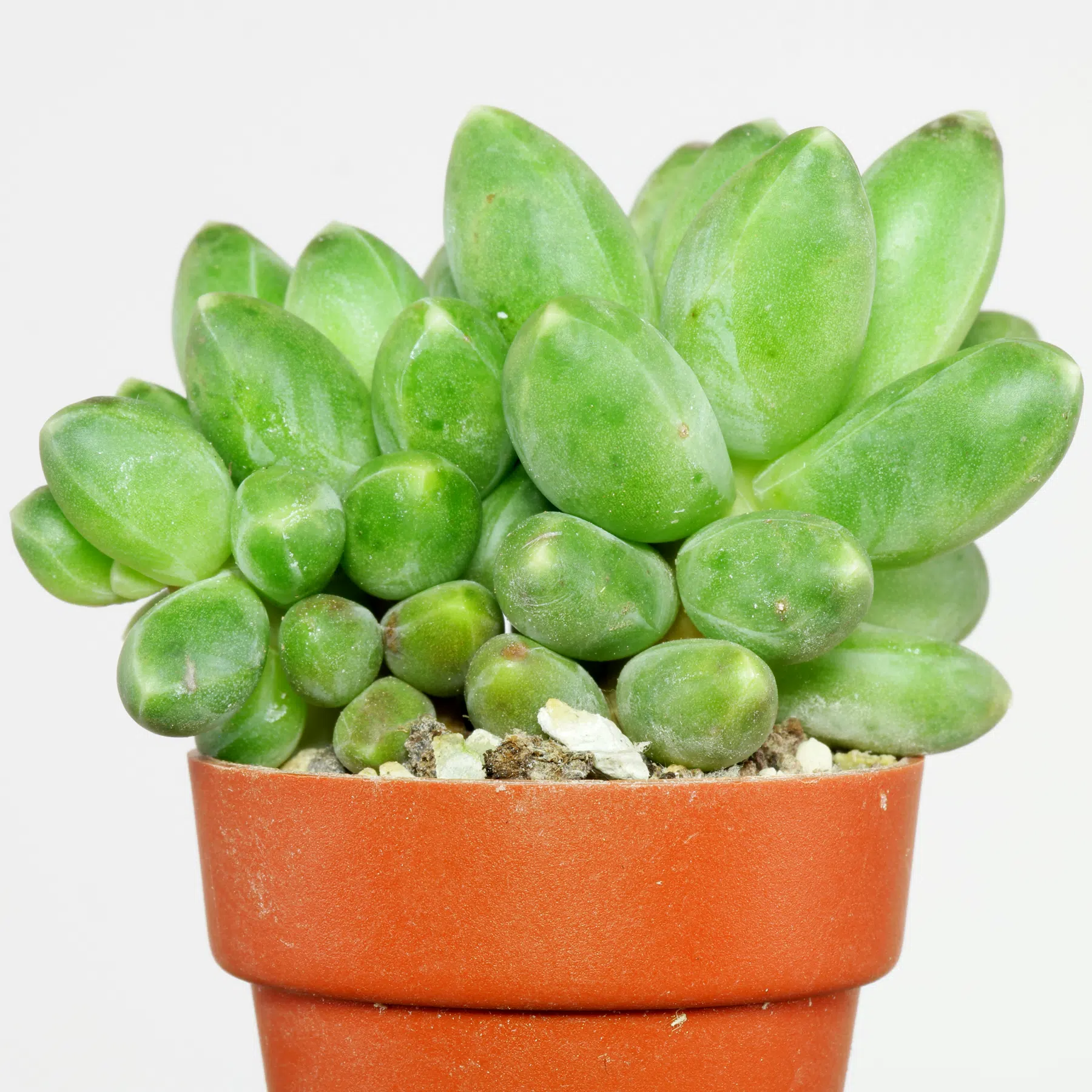 Pachyphytum compactum 4