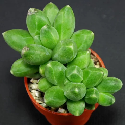 Pachyphytum compactum