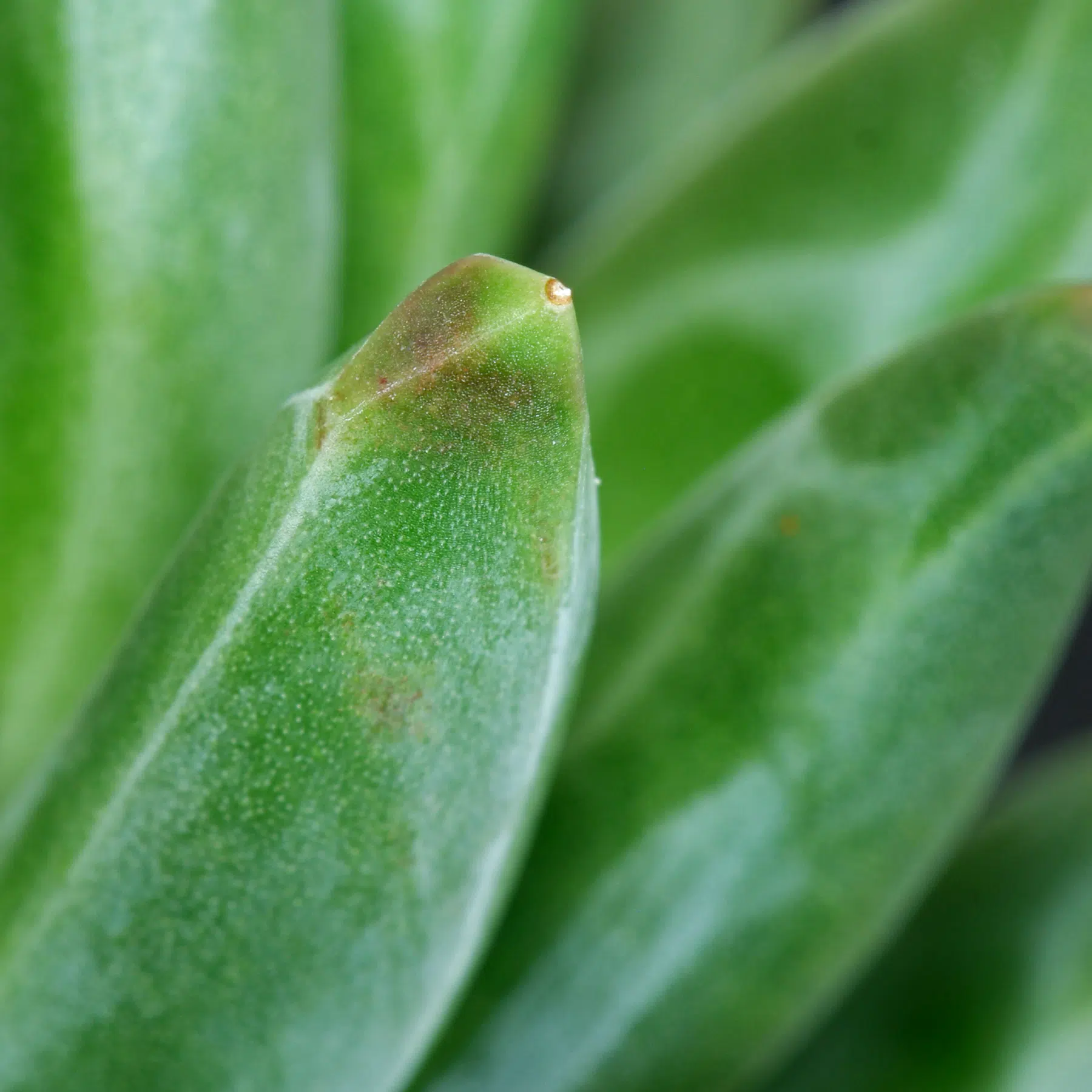 Pachyphytum compactum Red Tips