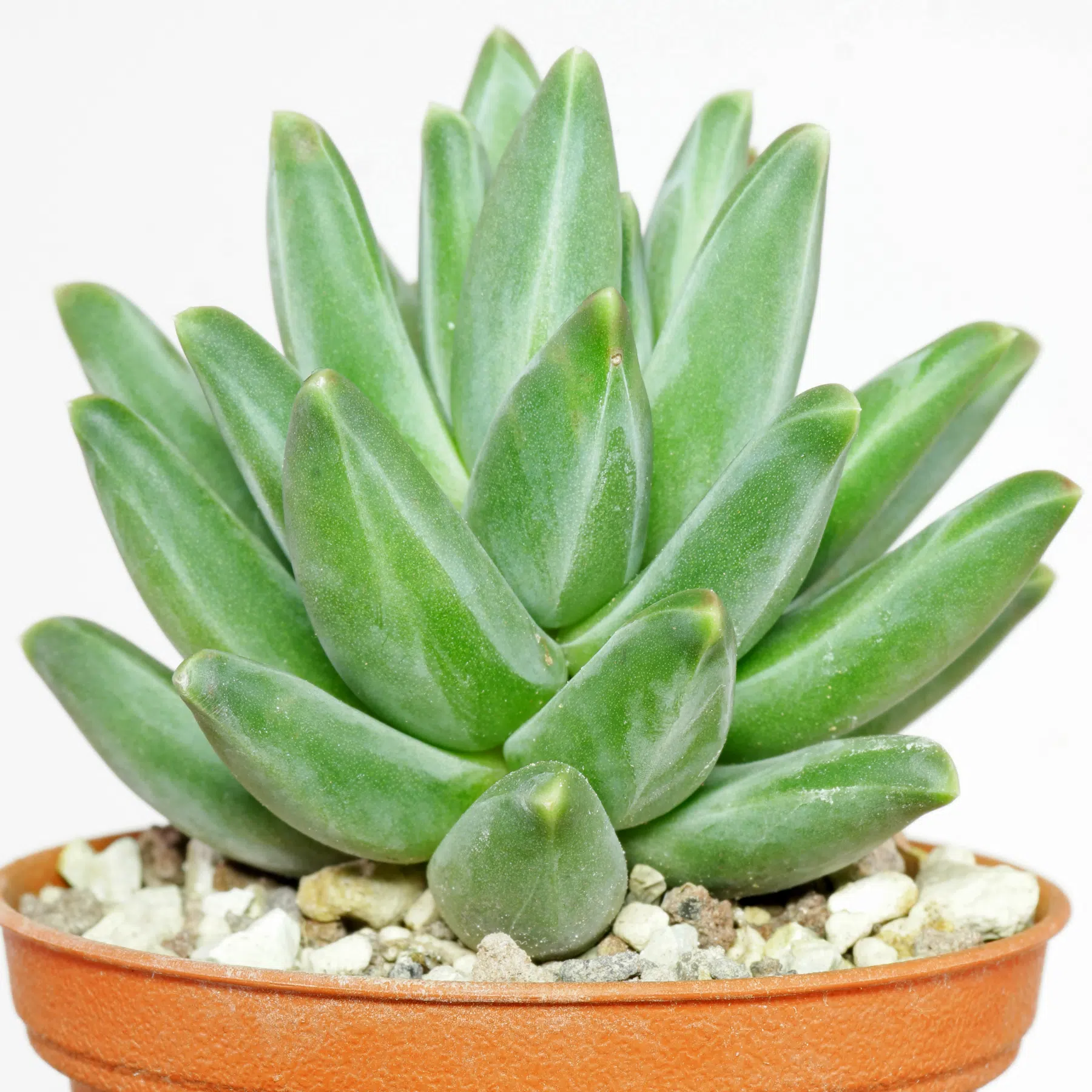 Pachyphytum compactum Red Tips