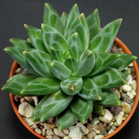 Pachyphytum compactum Red Tips