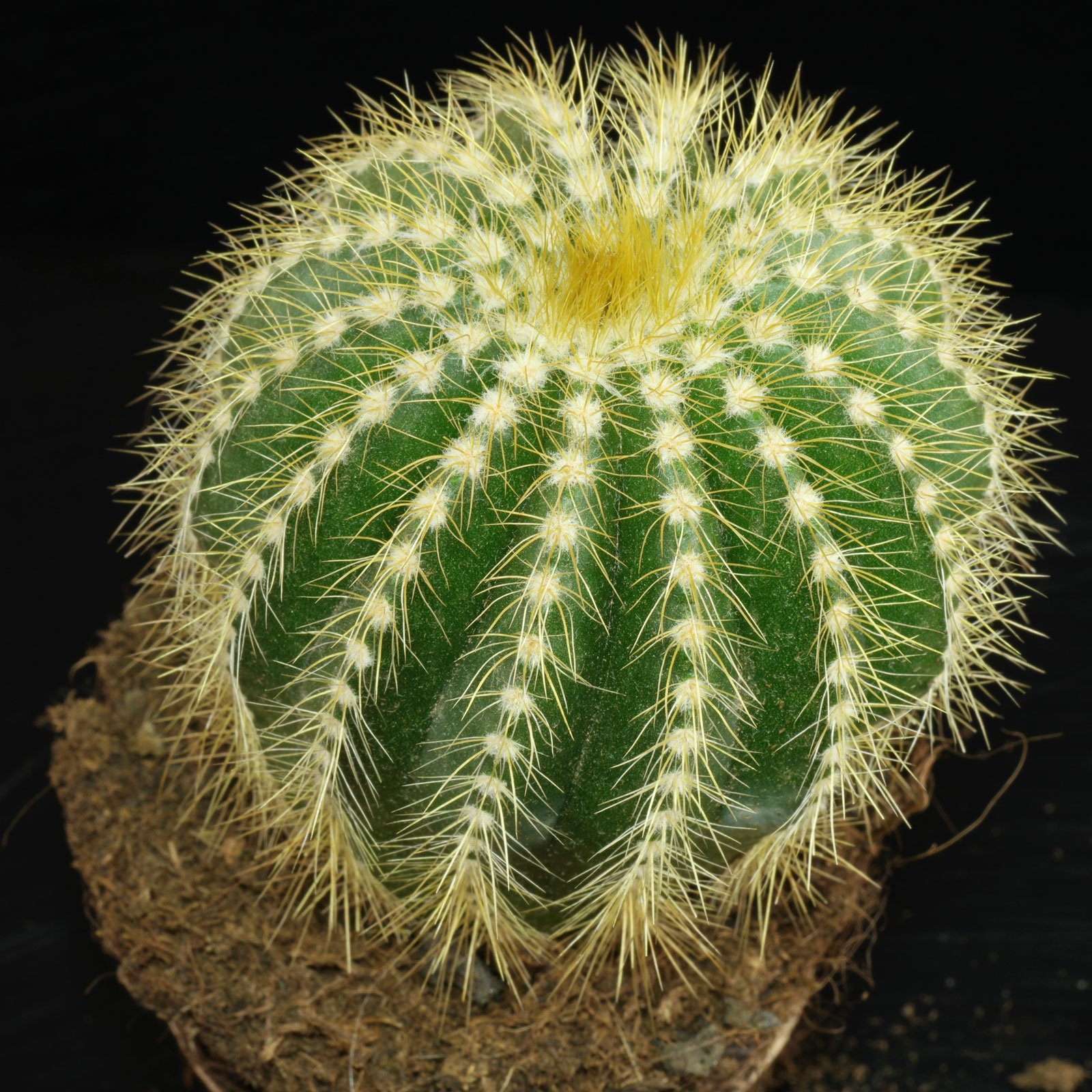 Parodia warasii