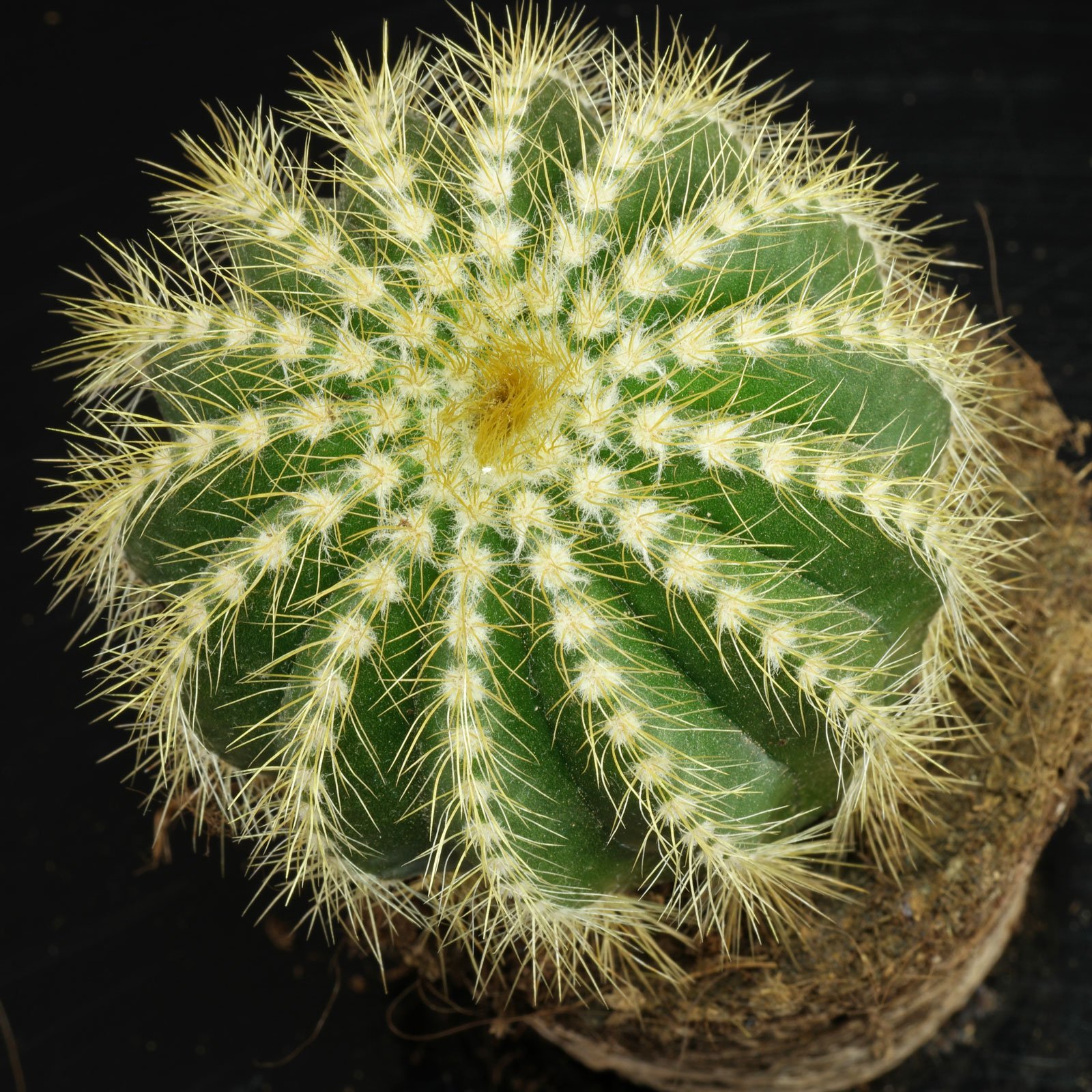 Parodia warasii