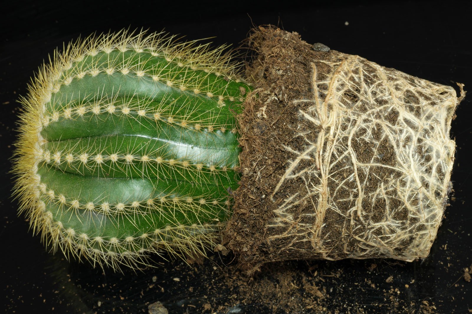 Parodia warasii