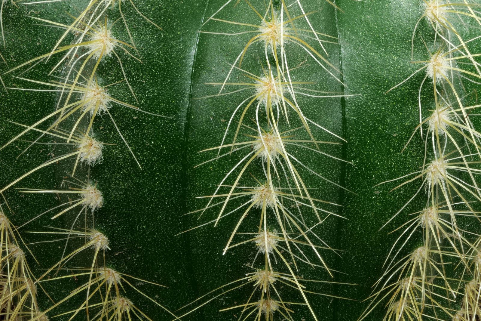 Parodia warasii