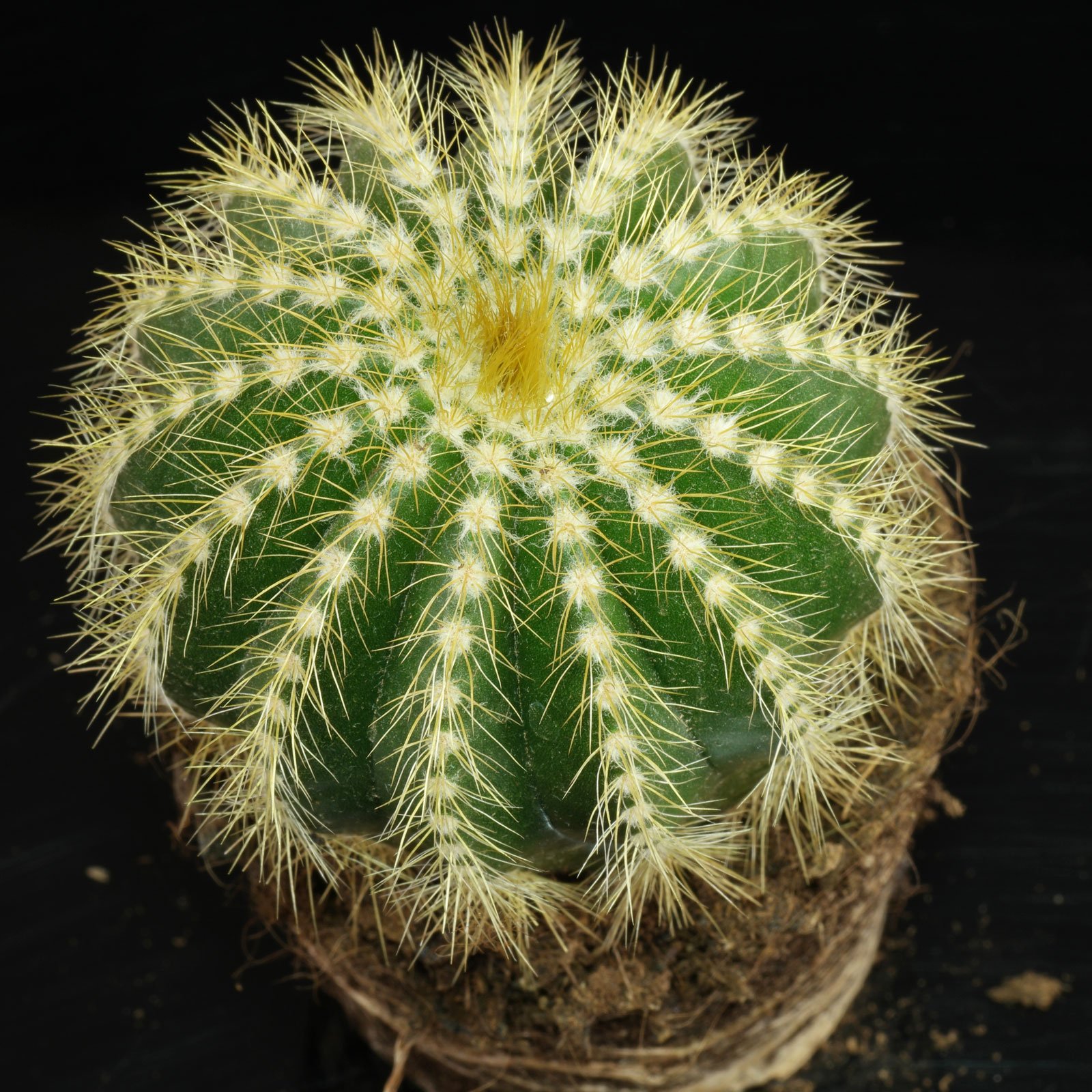 Parodia warasii