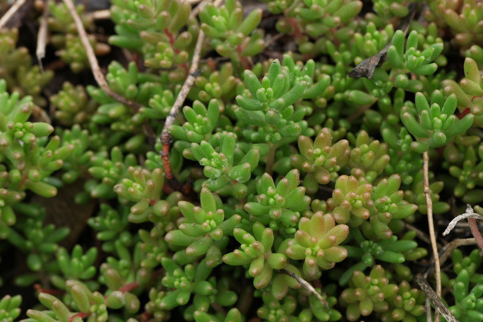 Sedum album