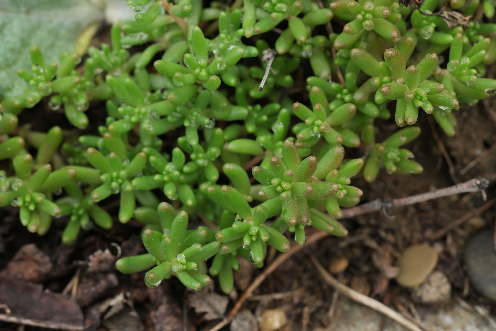 Sedum album