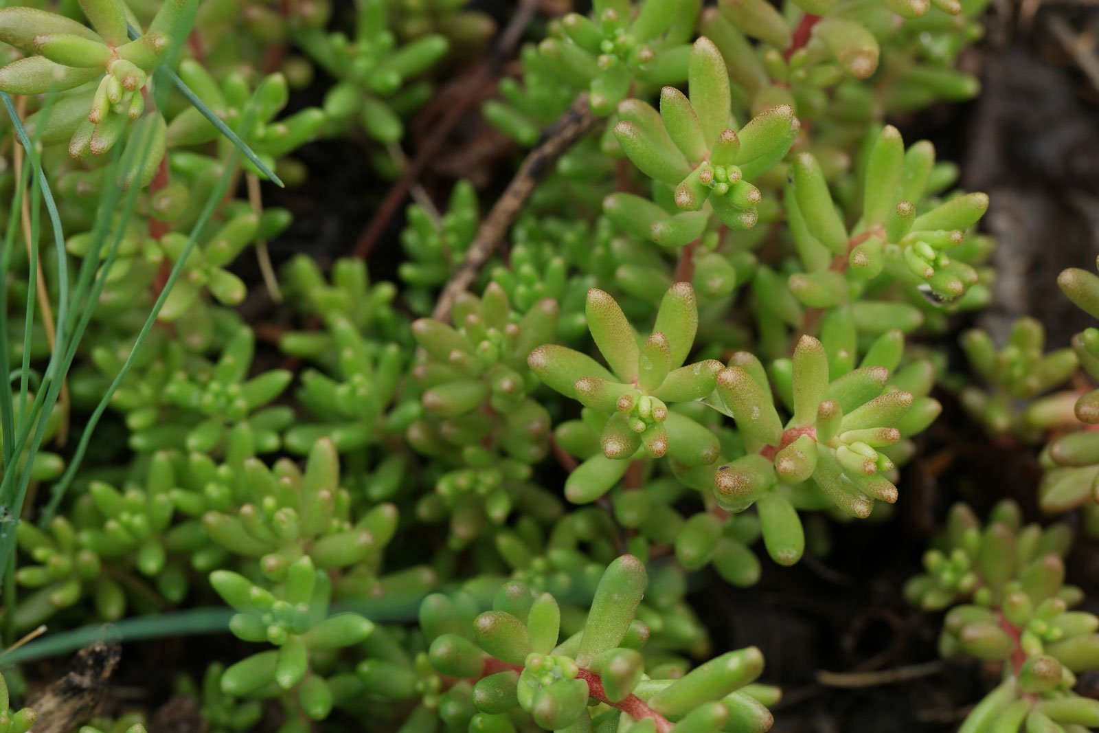 Sedum album