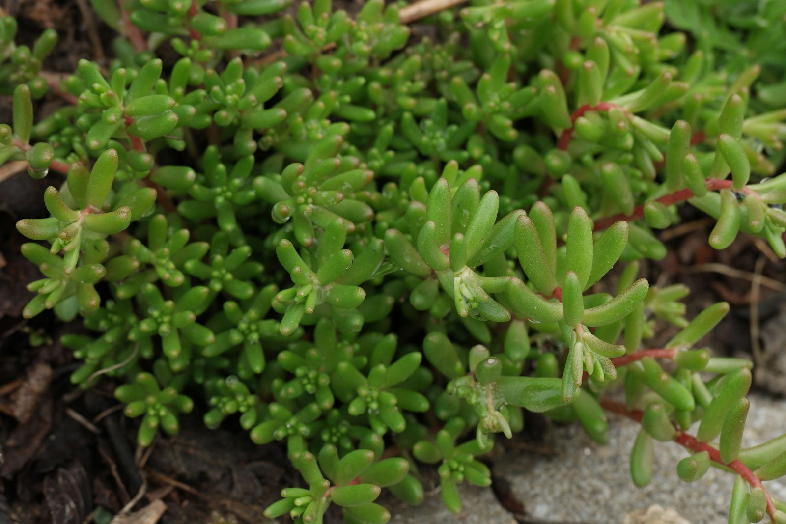 Sedum album