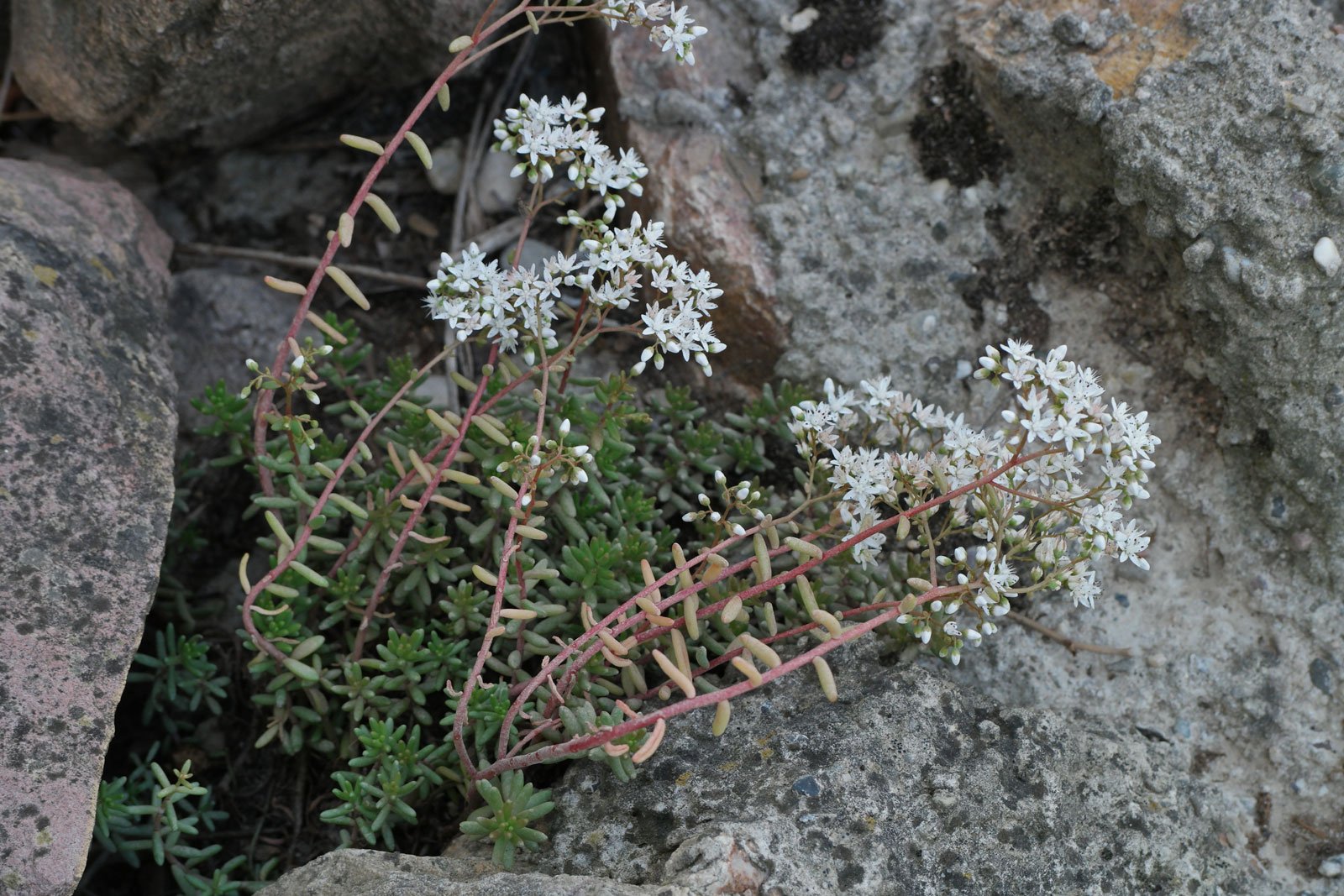 Sedum album