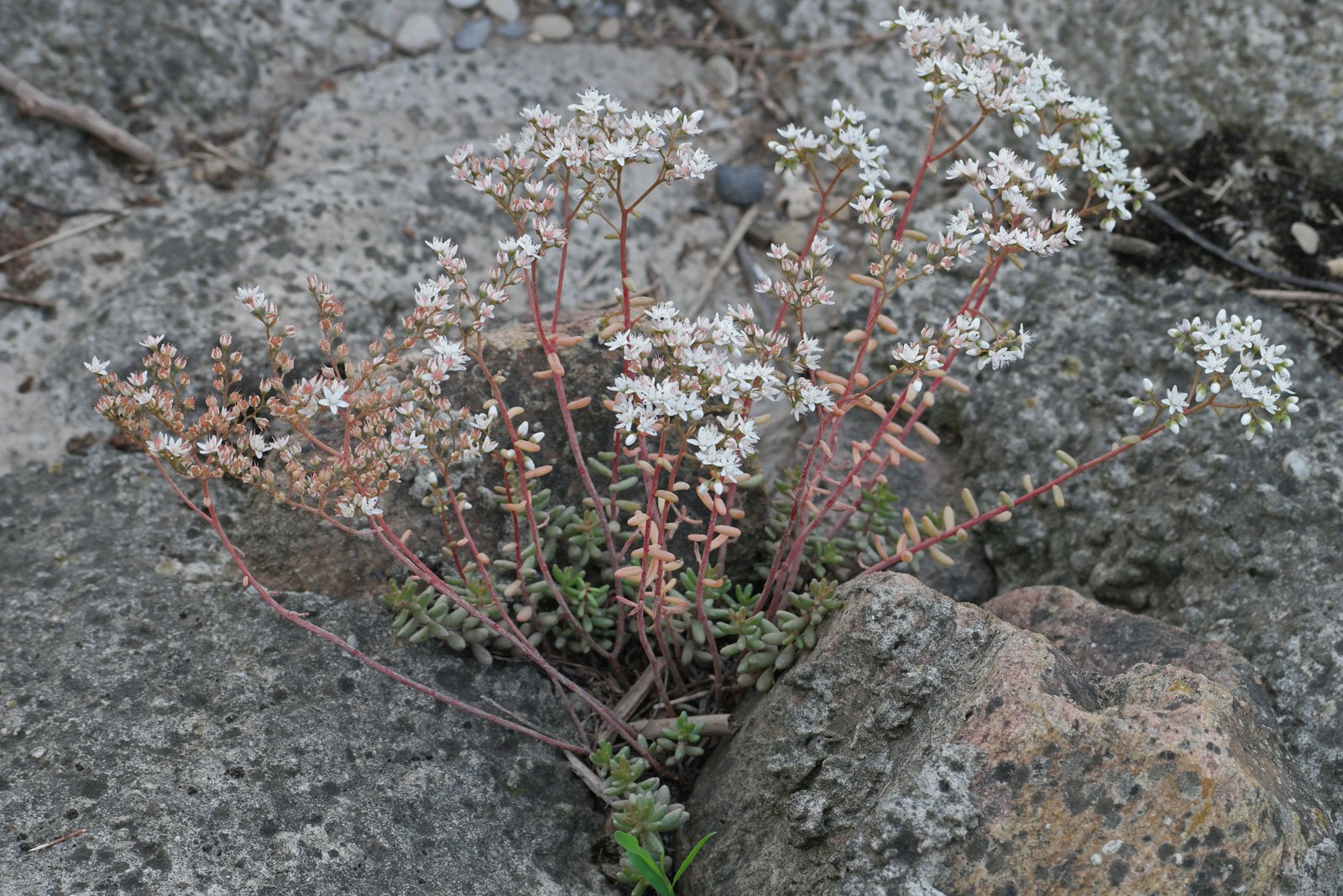 Sedum album