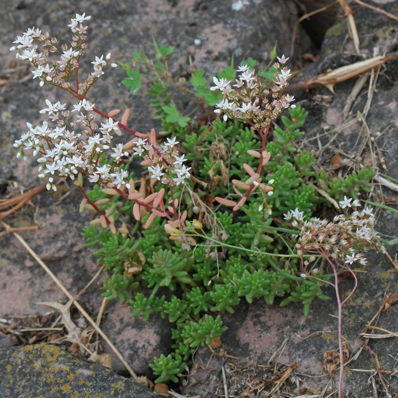 Sedum album