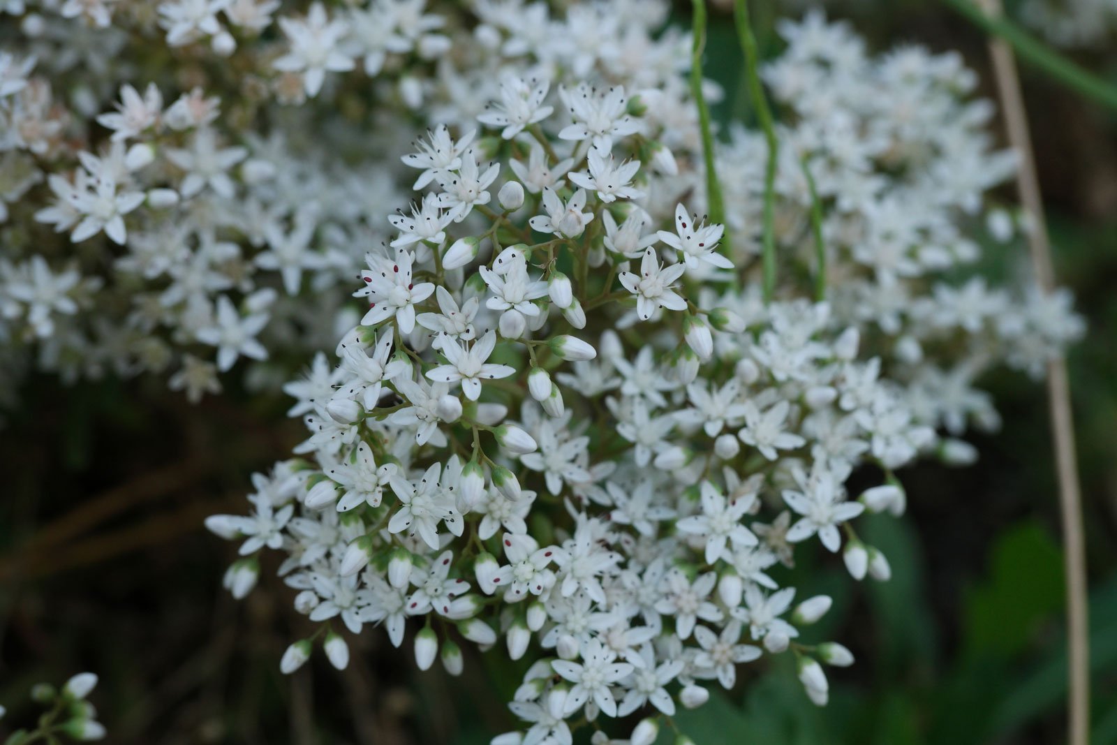 Sedum album