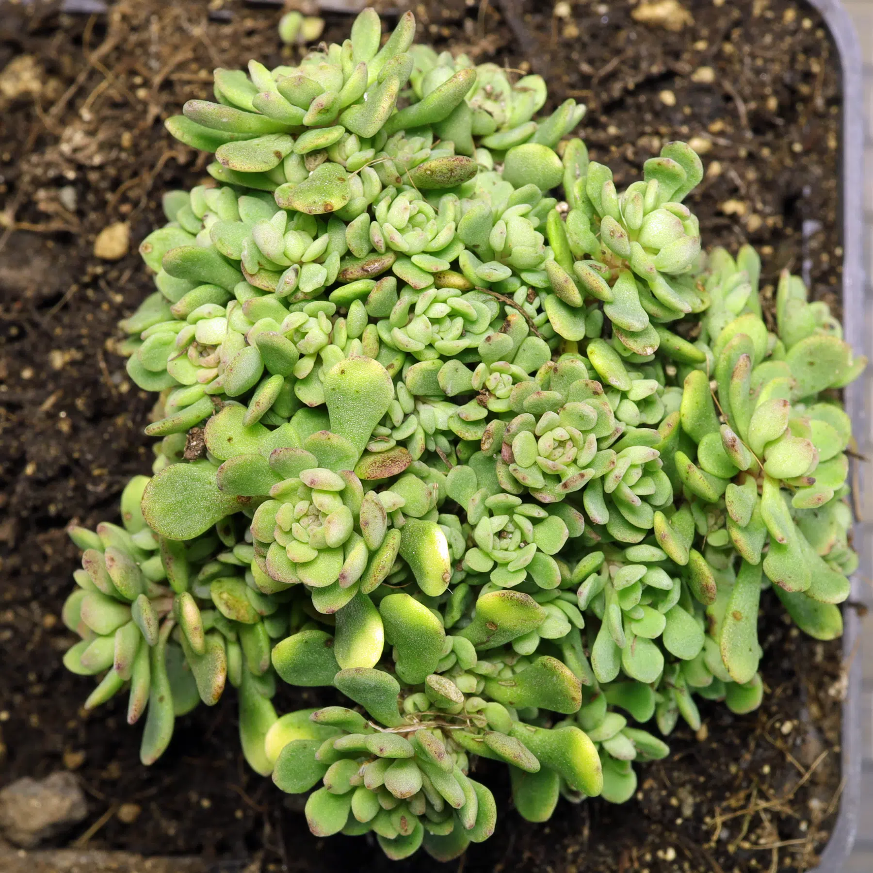 Sedum nevii