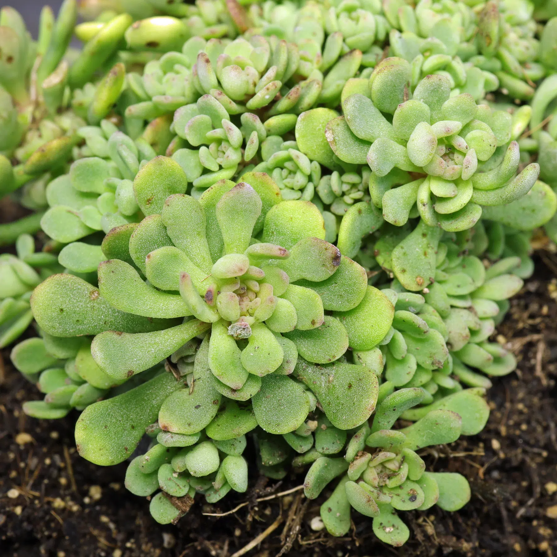 Sedum nevii