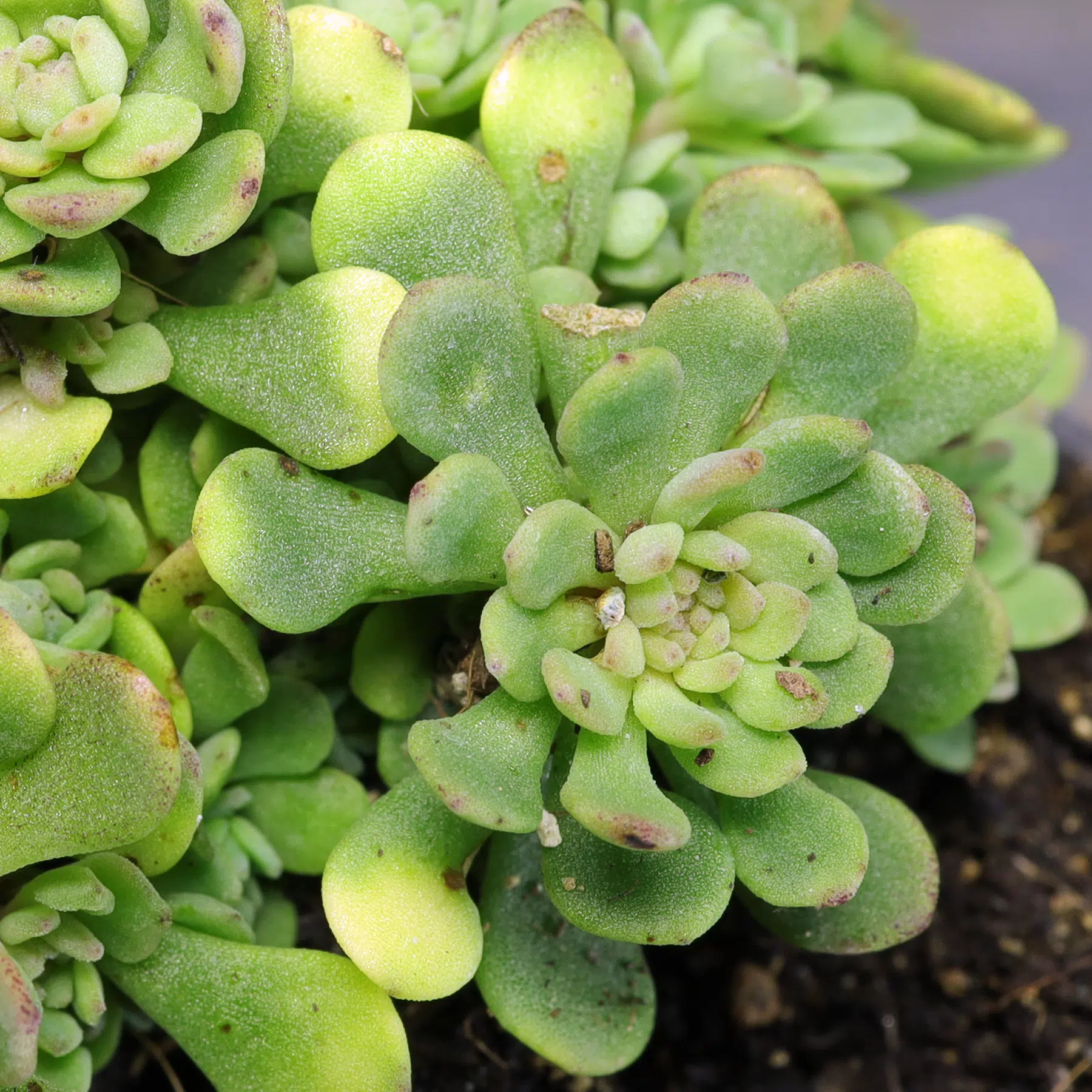 Sedum nevii