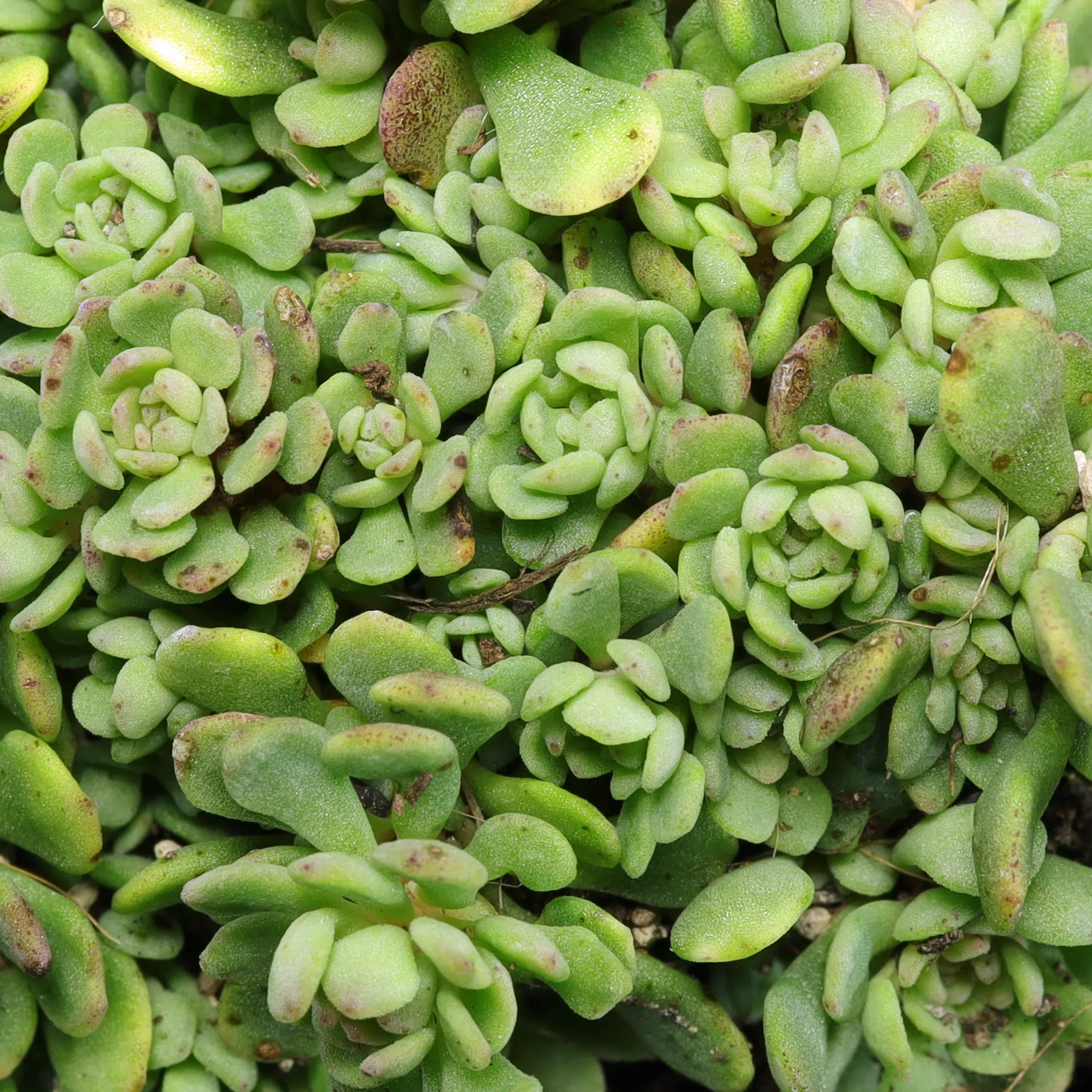 Sedum nevii