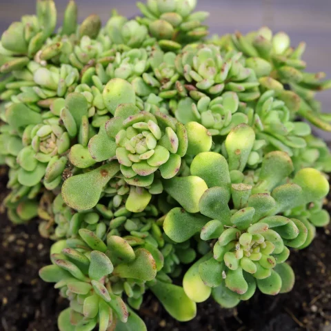 Sedum nevii