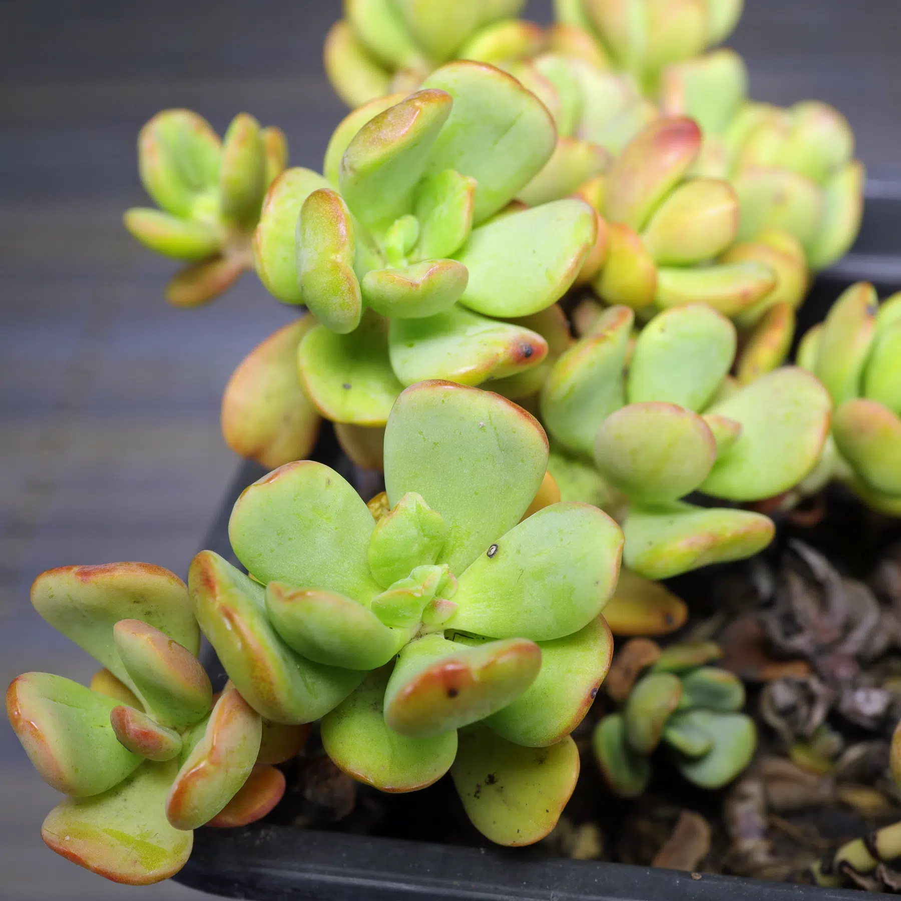 Sedum obtusatum