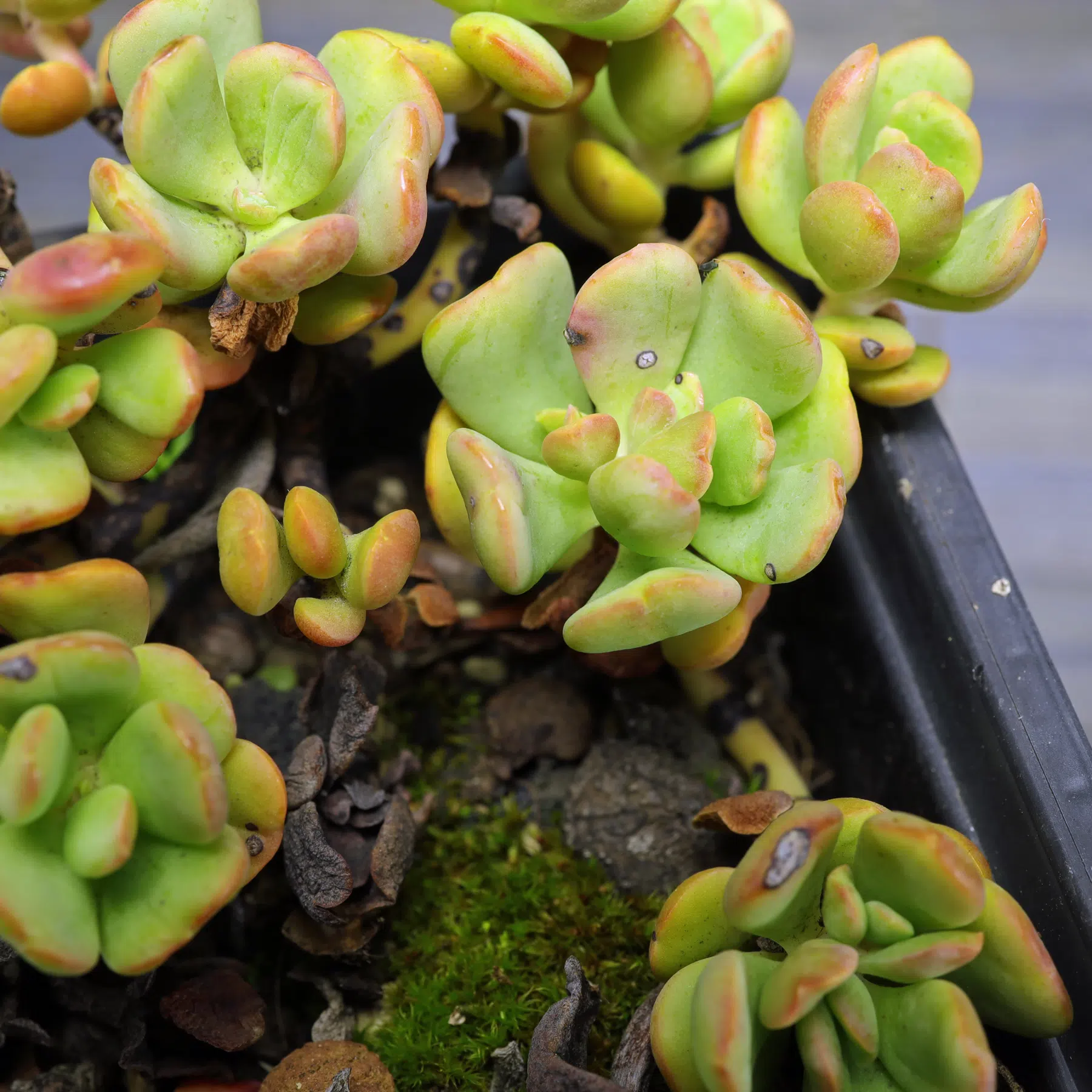 Sedum obtusatum